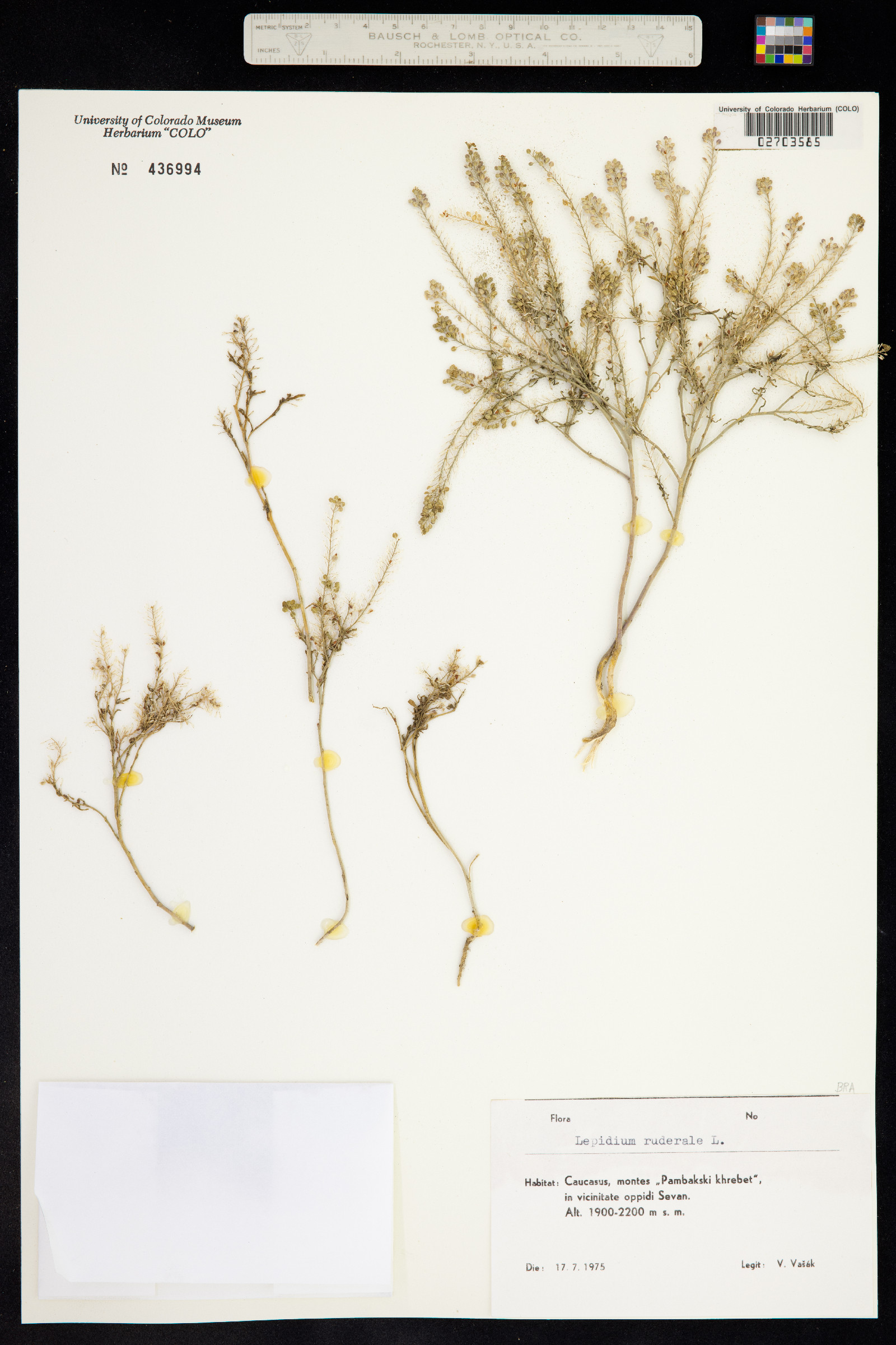 Lepidium ruderale image