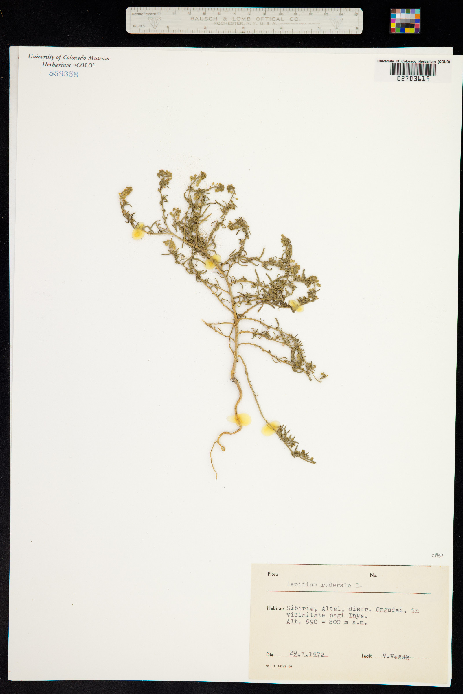 Lepidium ruderale image