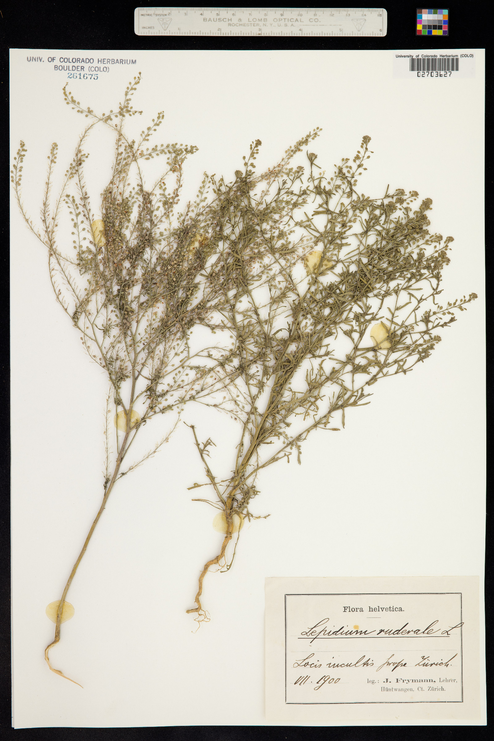 Lepidium ruderale image