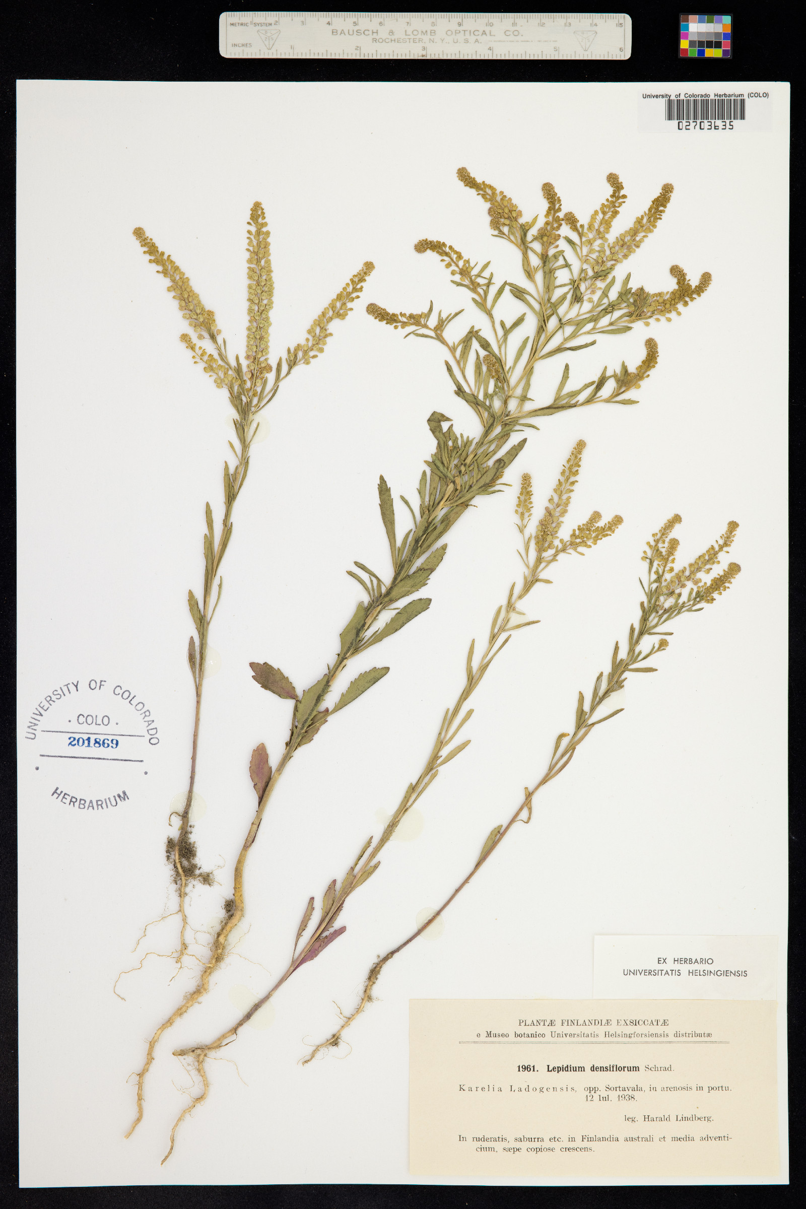 Lepidium densiflorum image