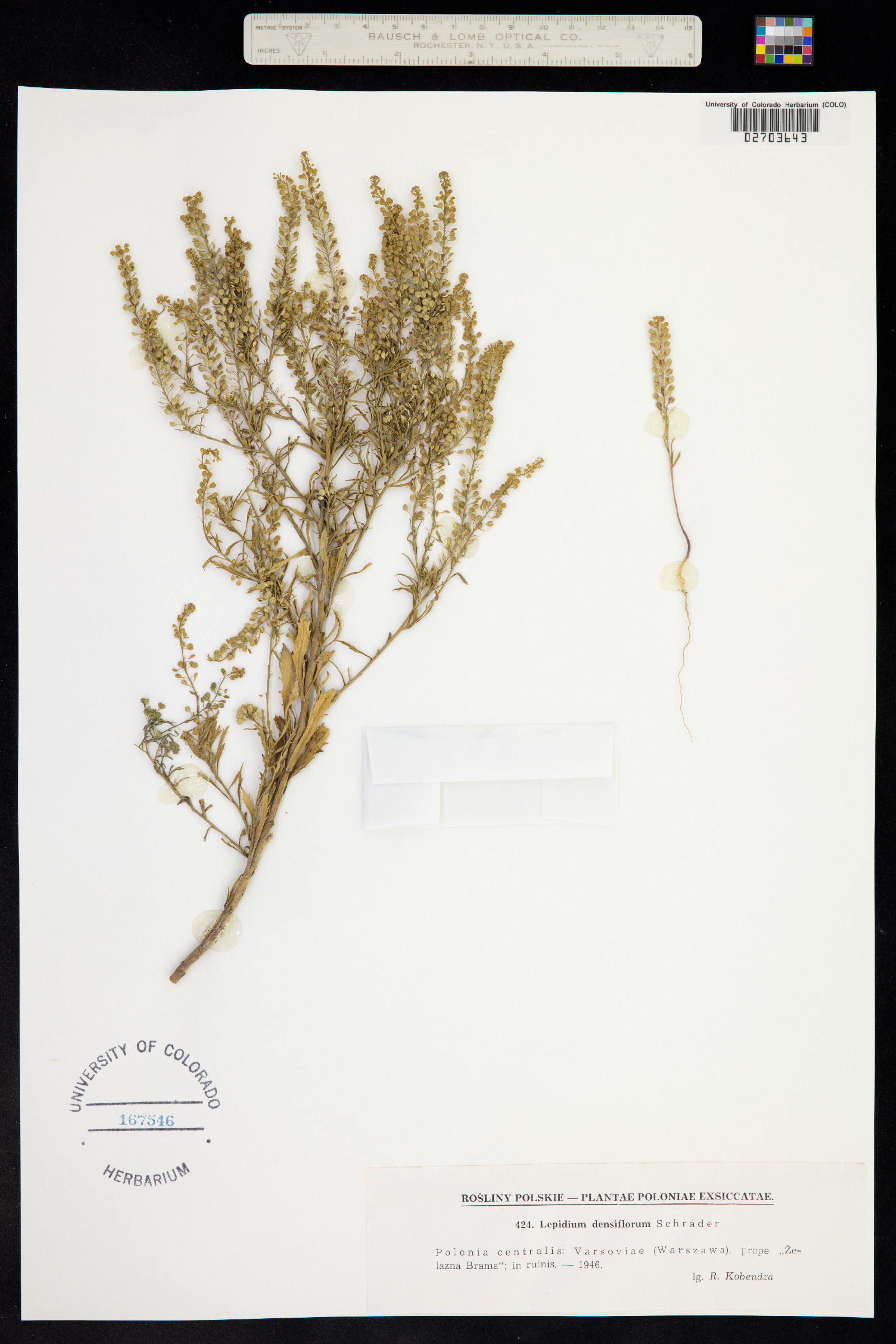 Lepidium densiflorum image