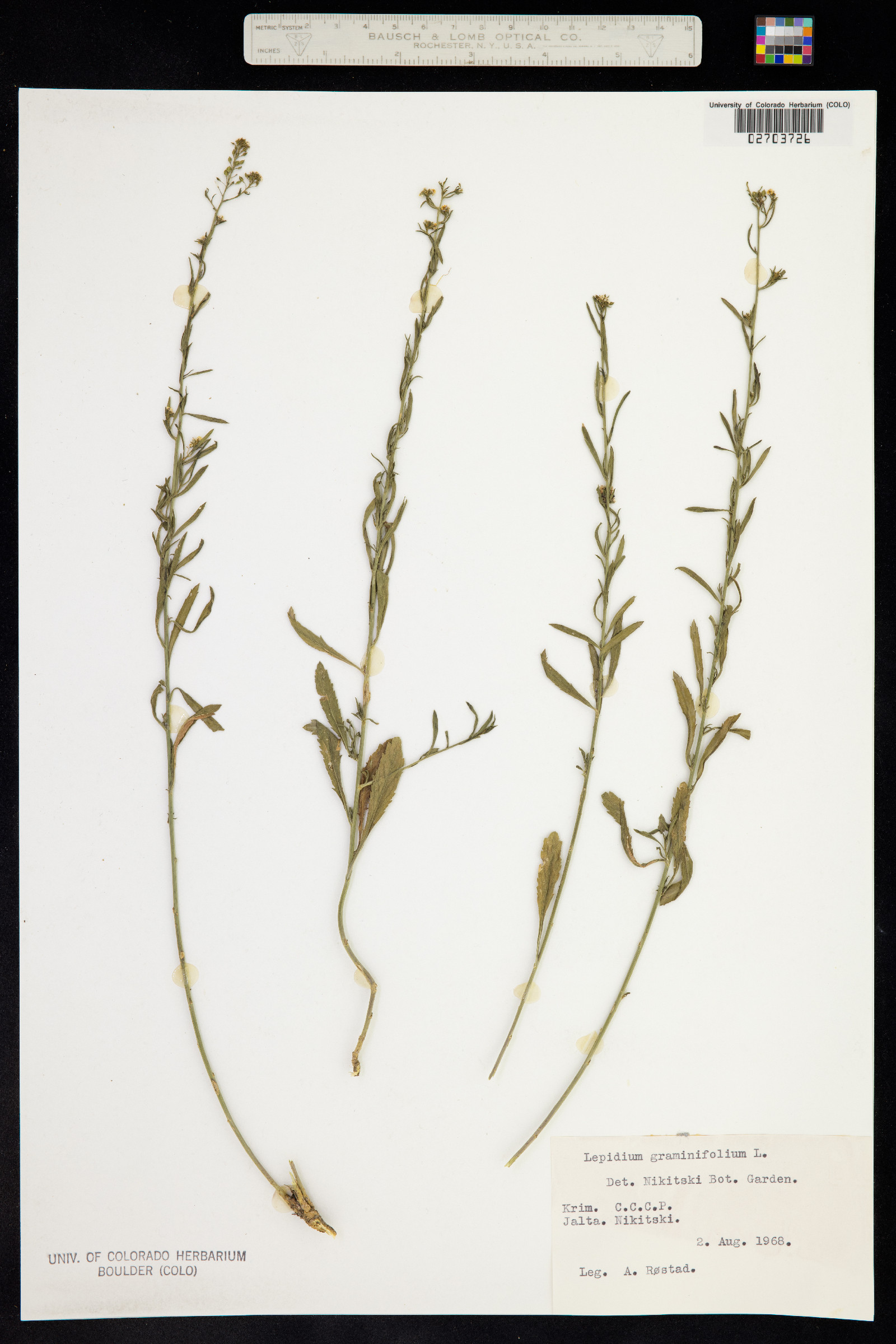 Lepidium graminifolium image