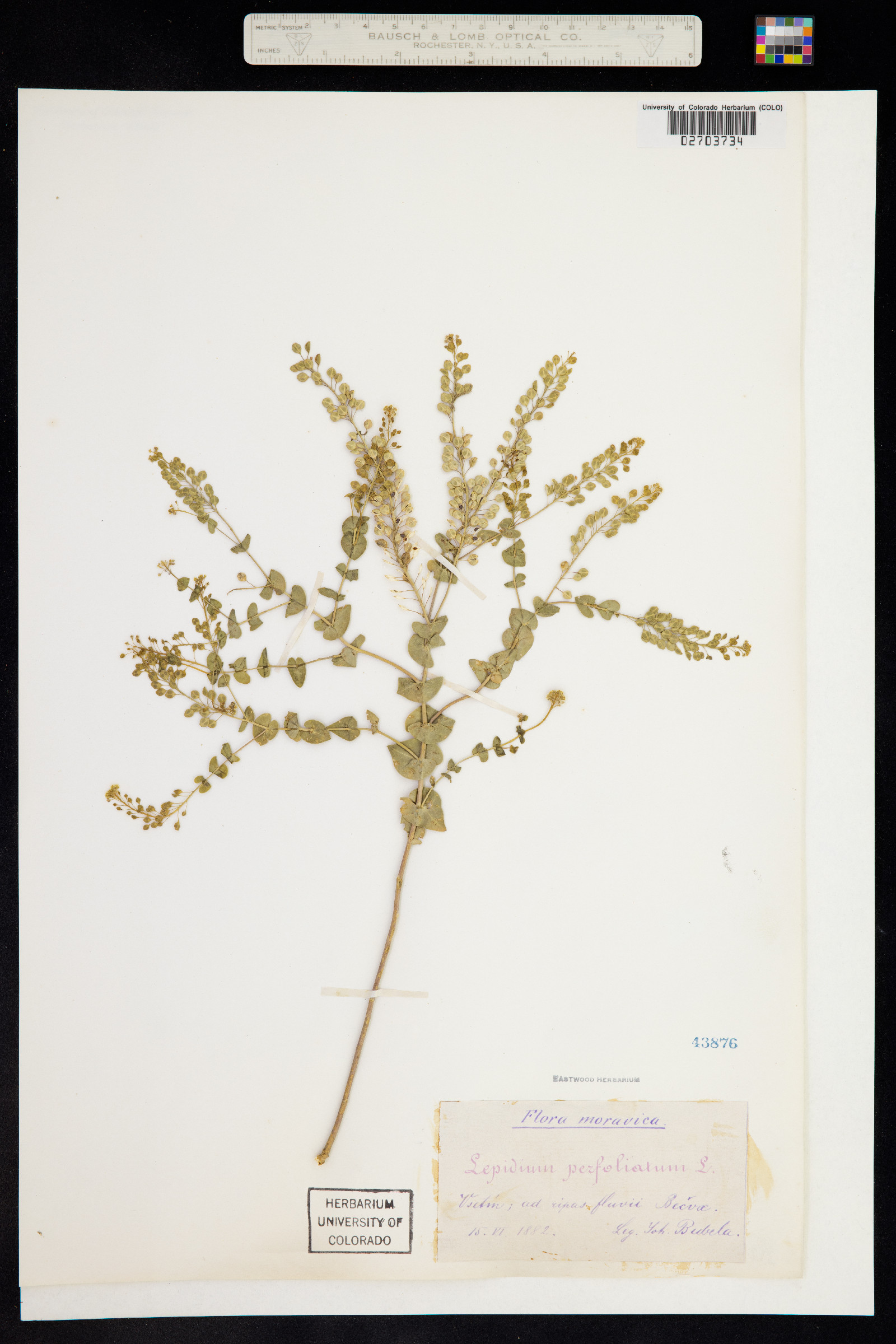 Lepidium perfoliatum image