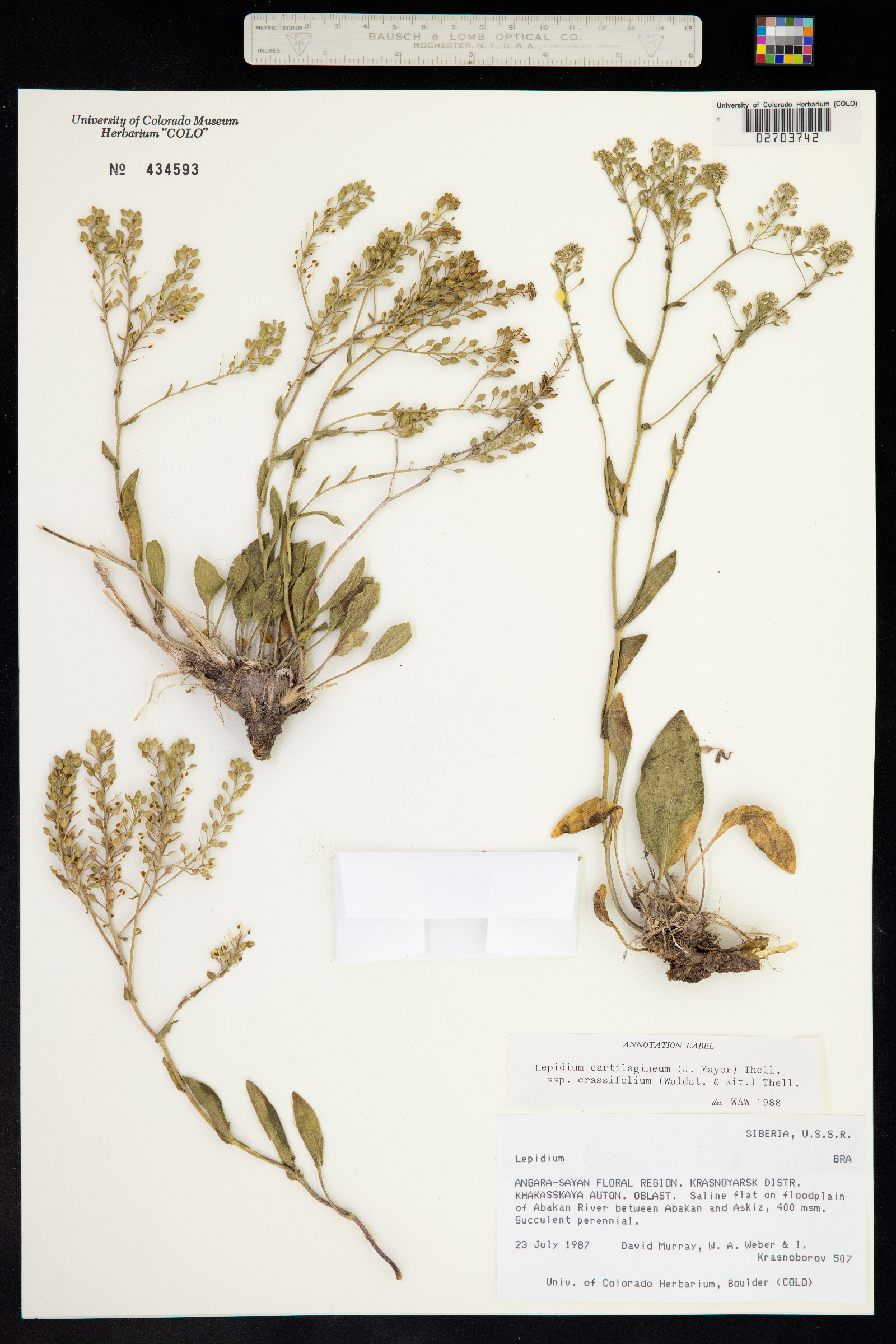 Lepidium cartilagineum image