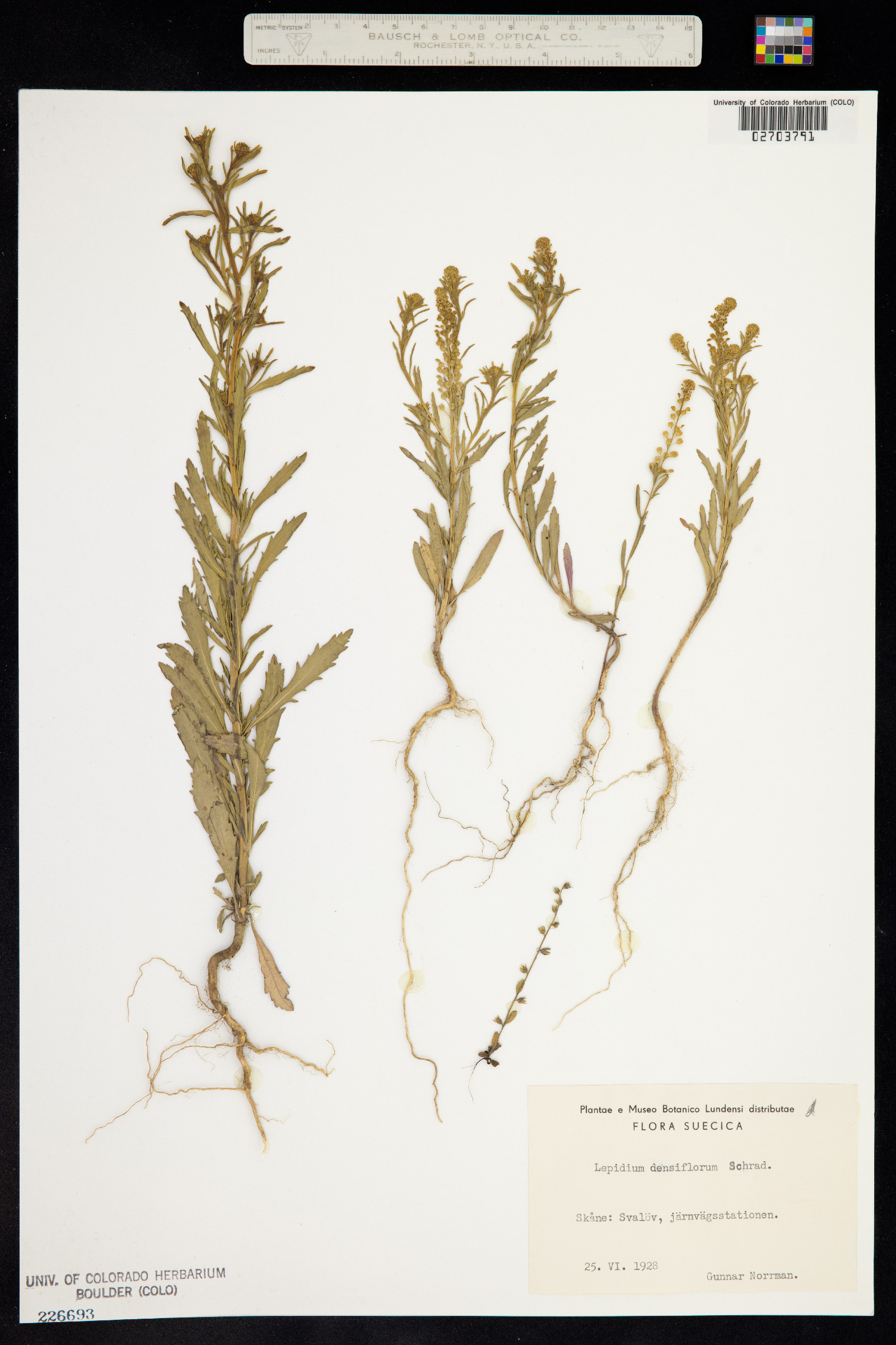 Lepidium densiflorum image