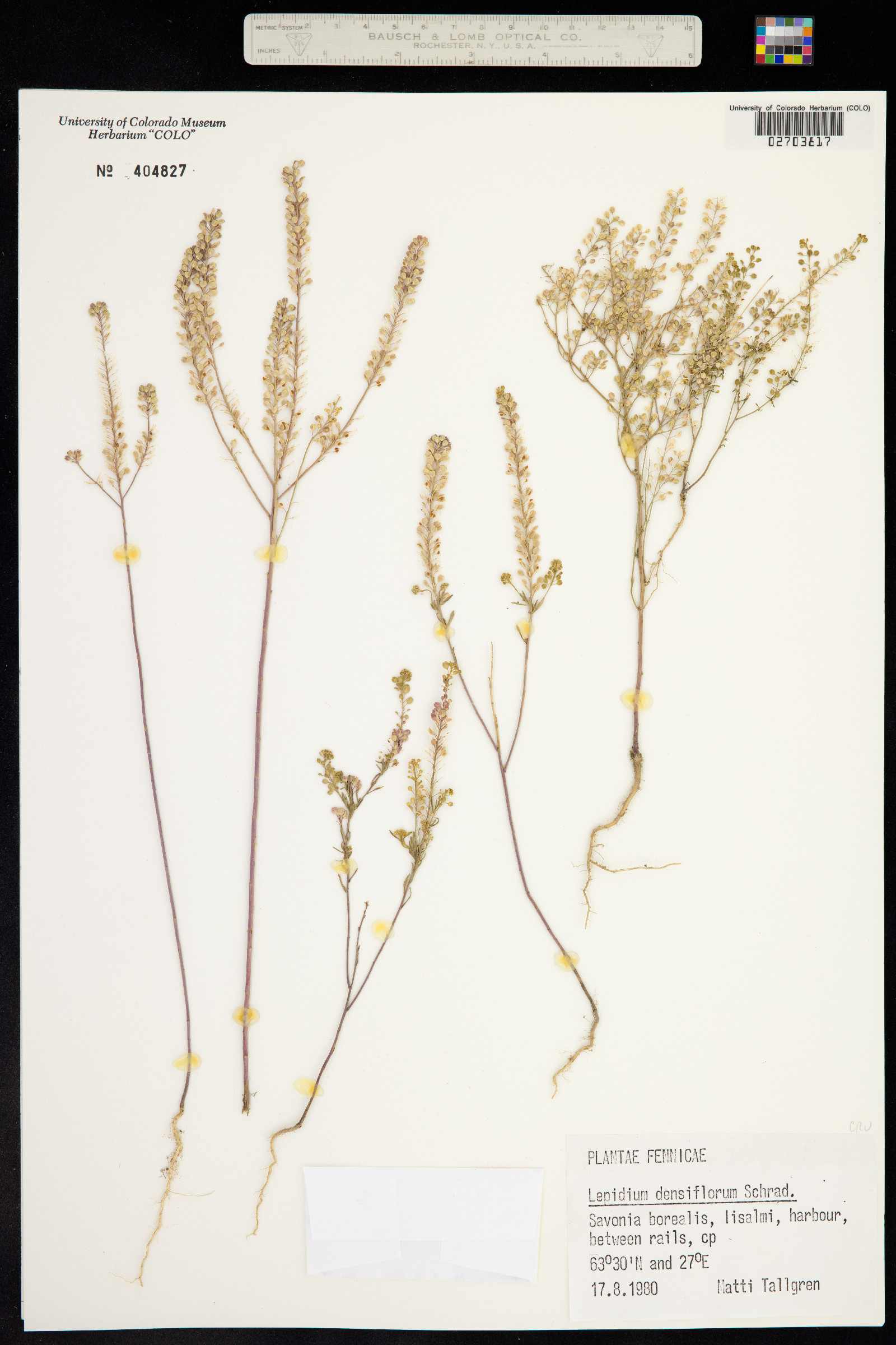 Lepidium densiflorum image