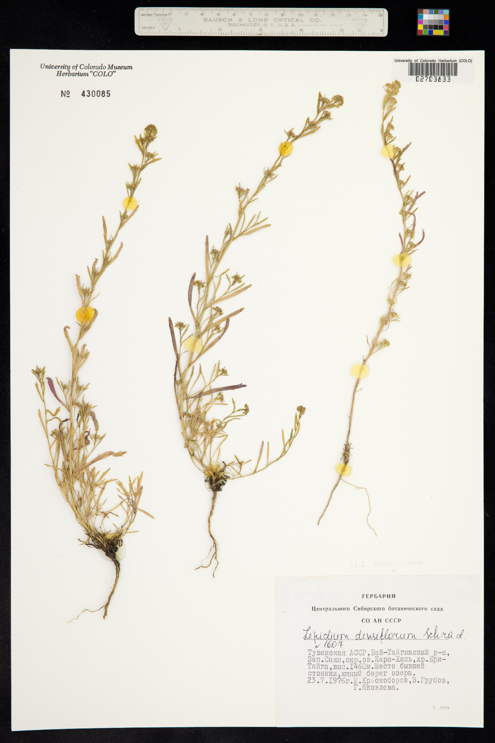 Lepidium densiflorum image