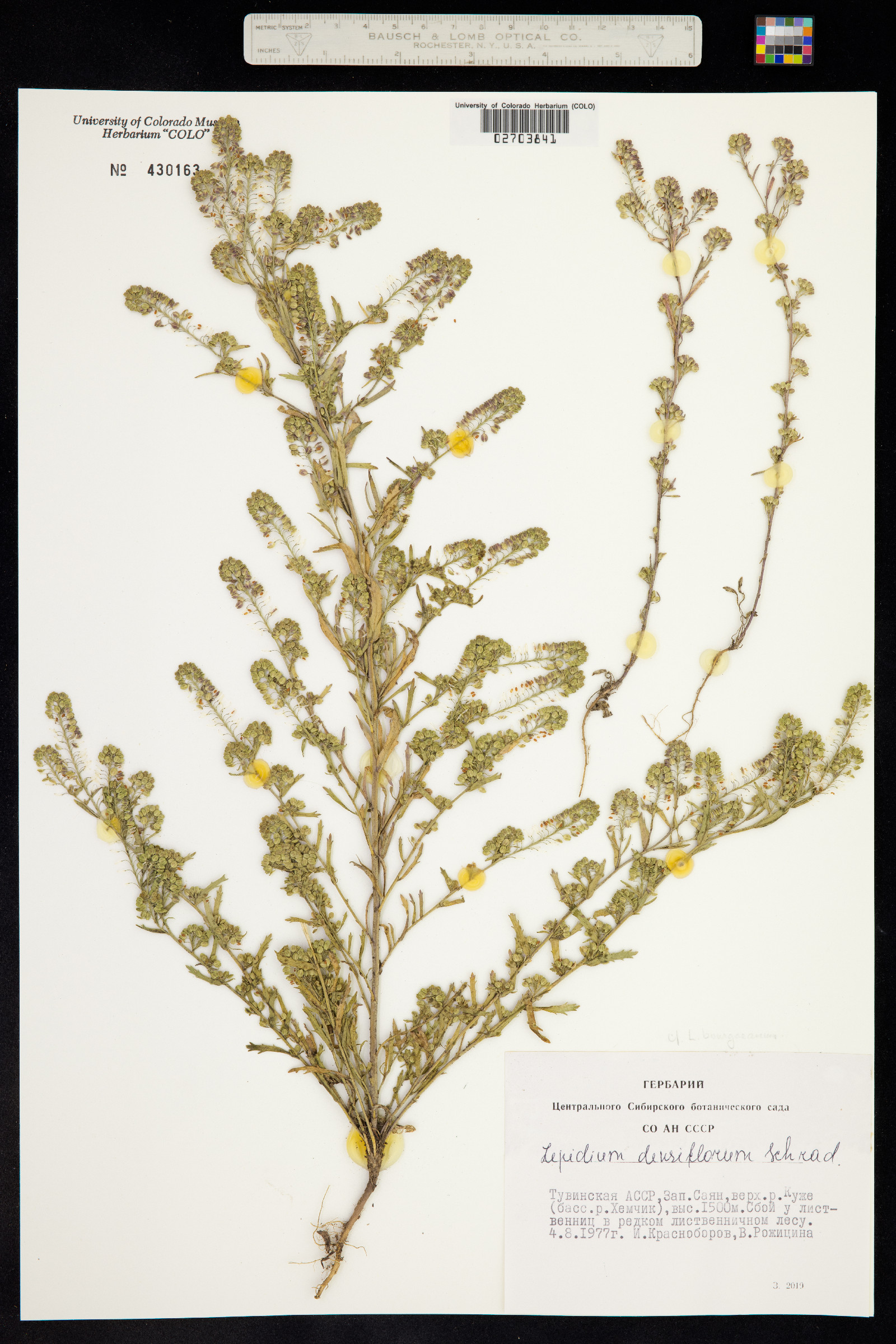 Lepidium densiflorum image