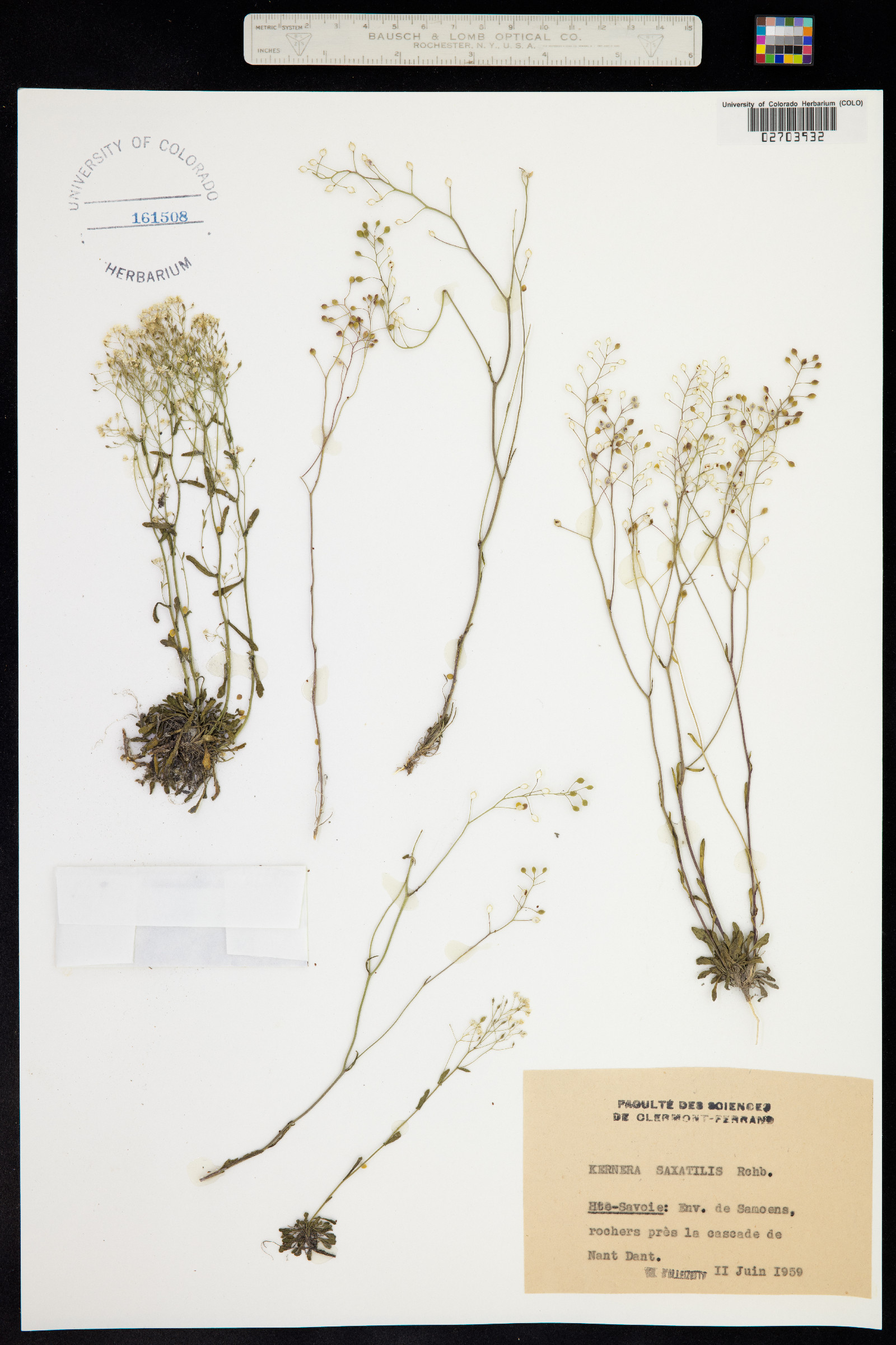 Kernera saxatilis image