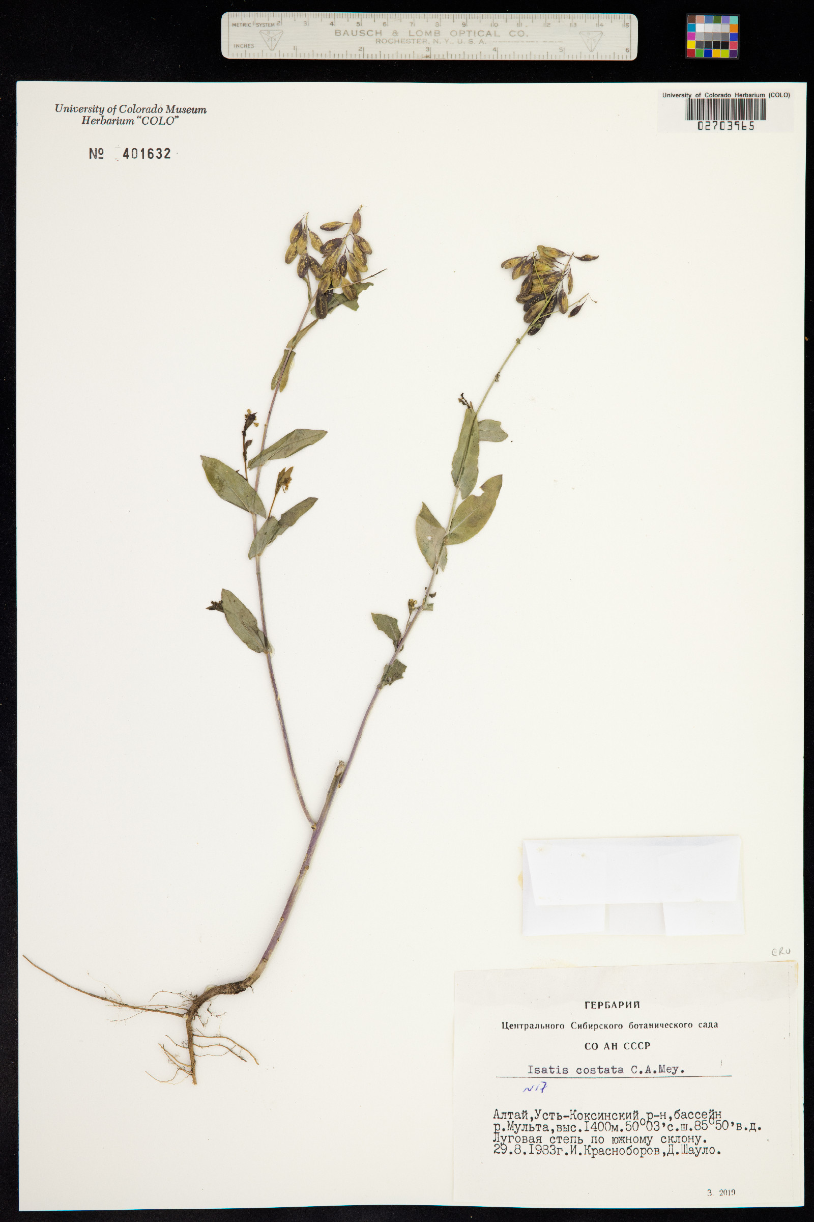 Isatis costata image