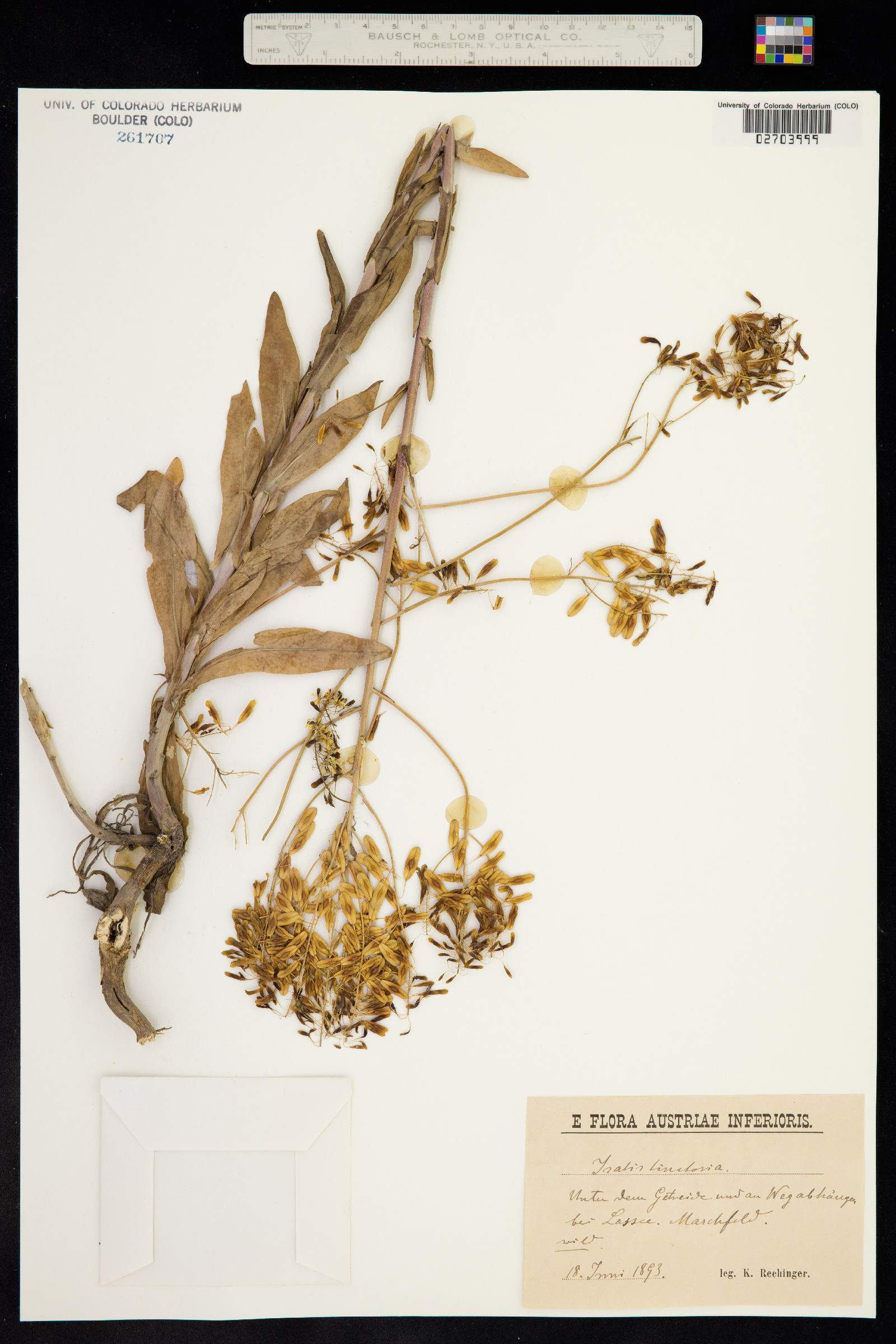 Isatis tinctoria image
