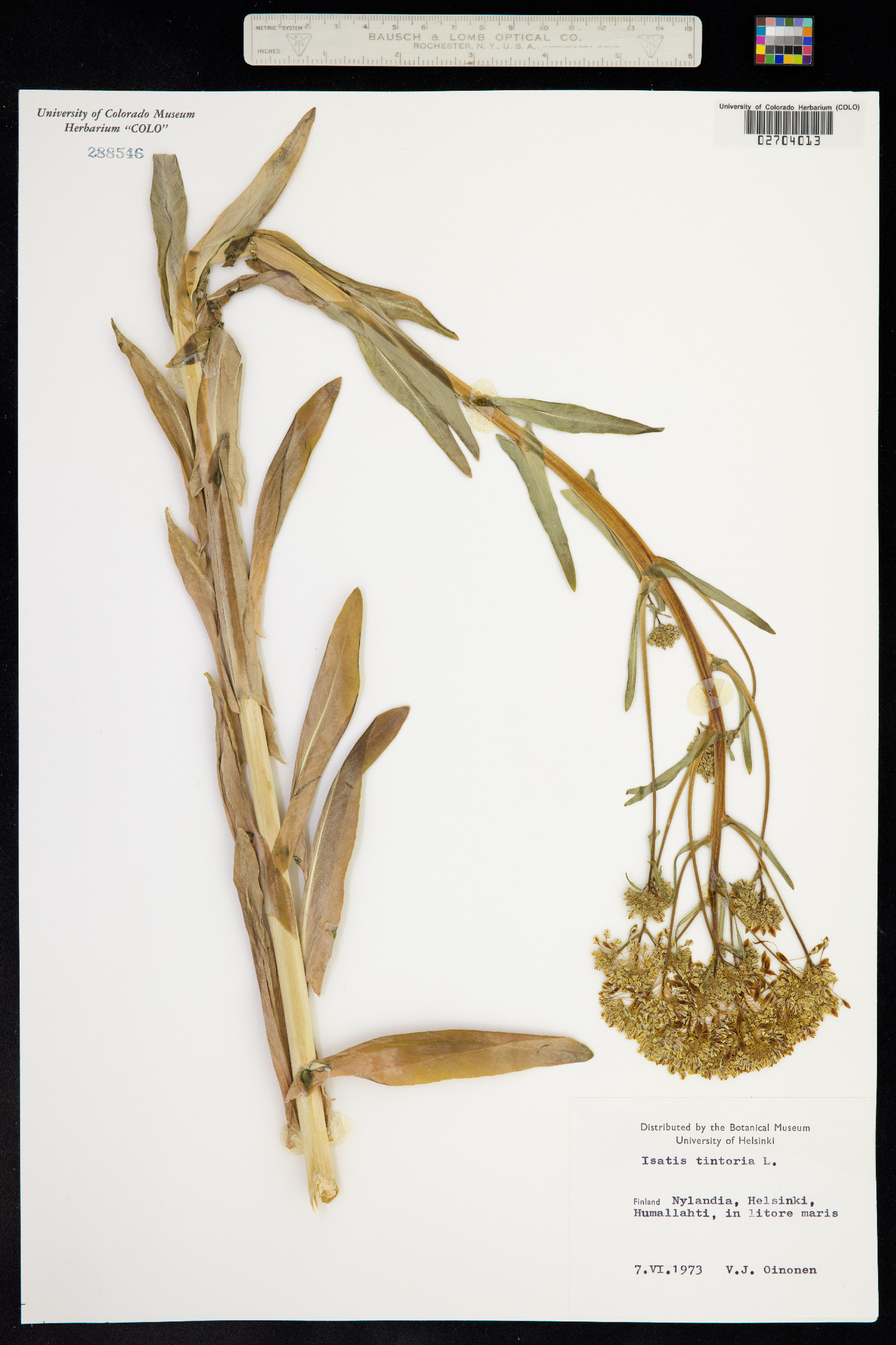 Isatis tinctoria image
