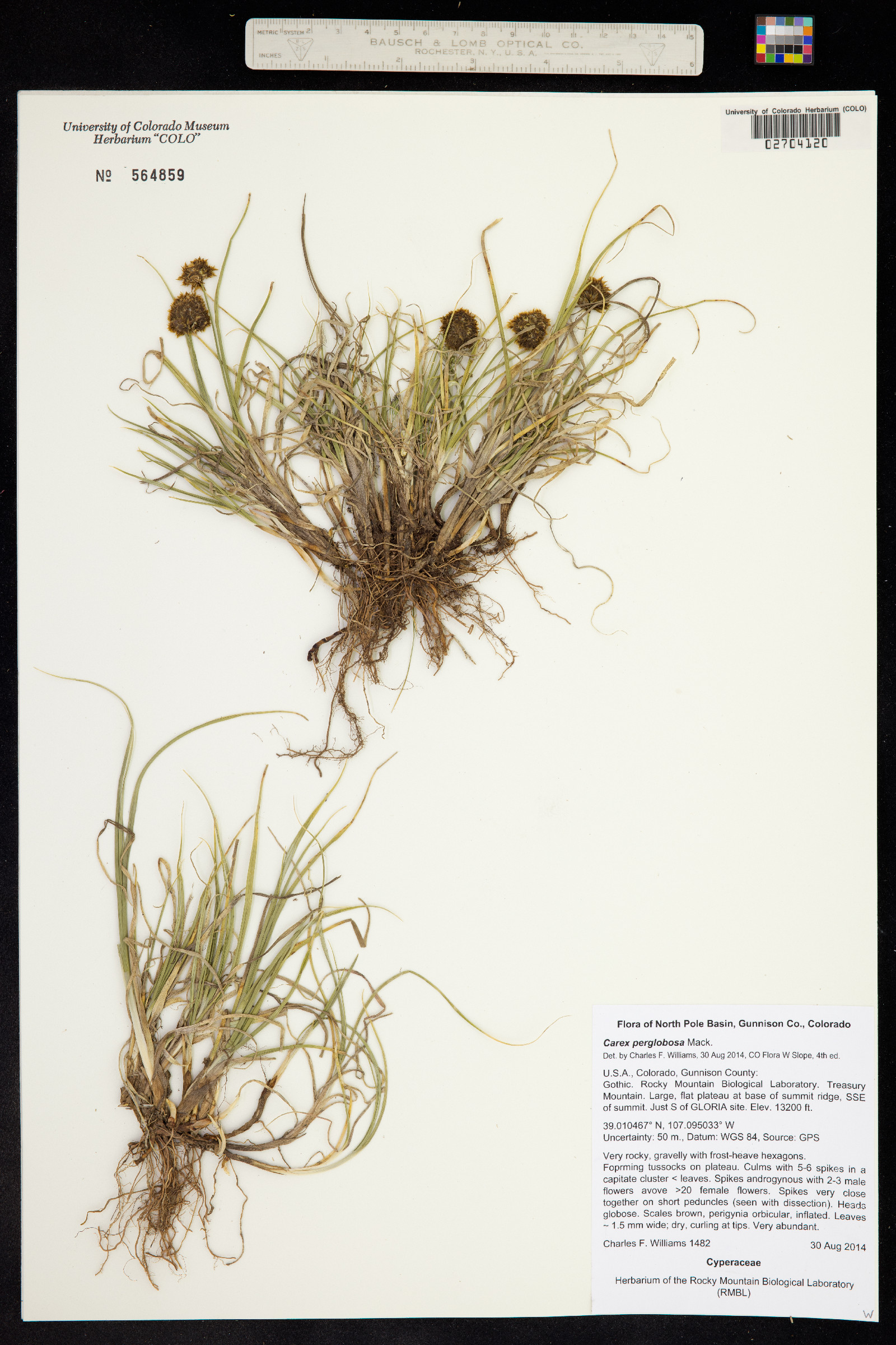Carex perglobosa image