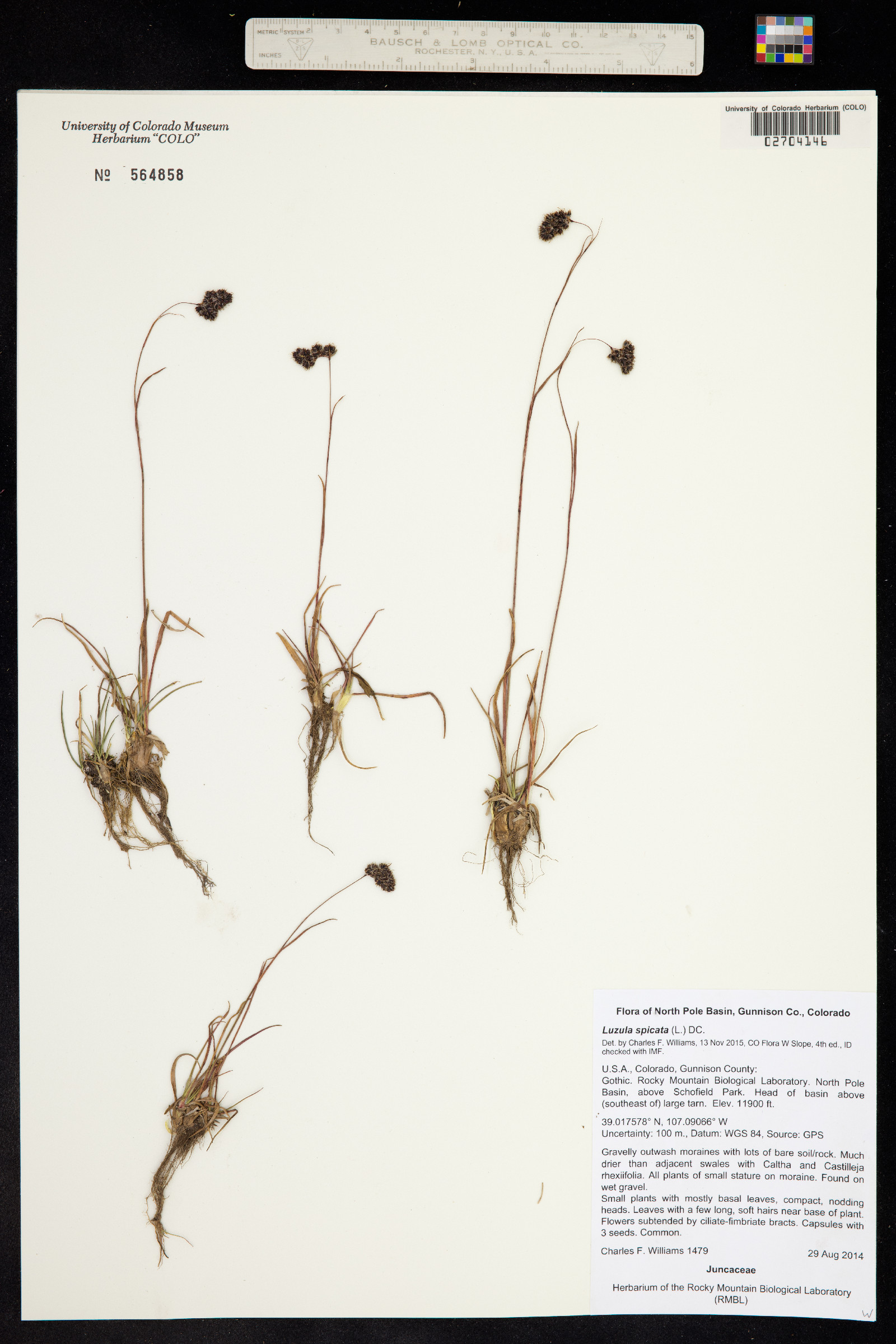 Luzula spicata image