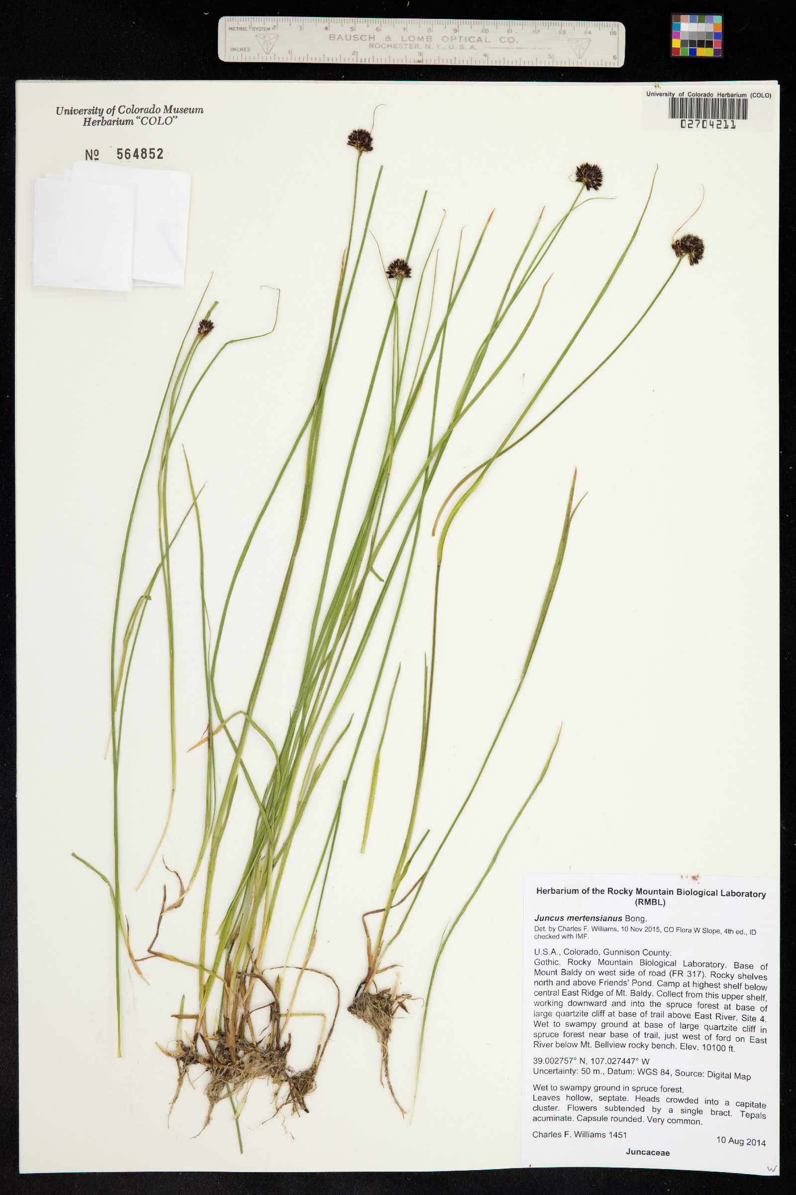 Juncus mertensianus image