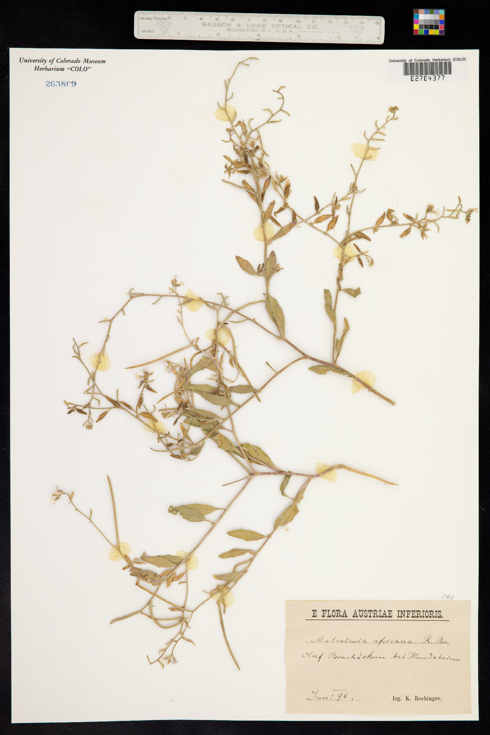 Strigosella africana image