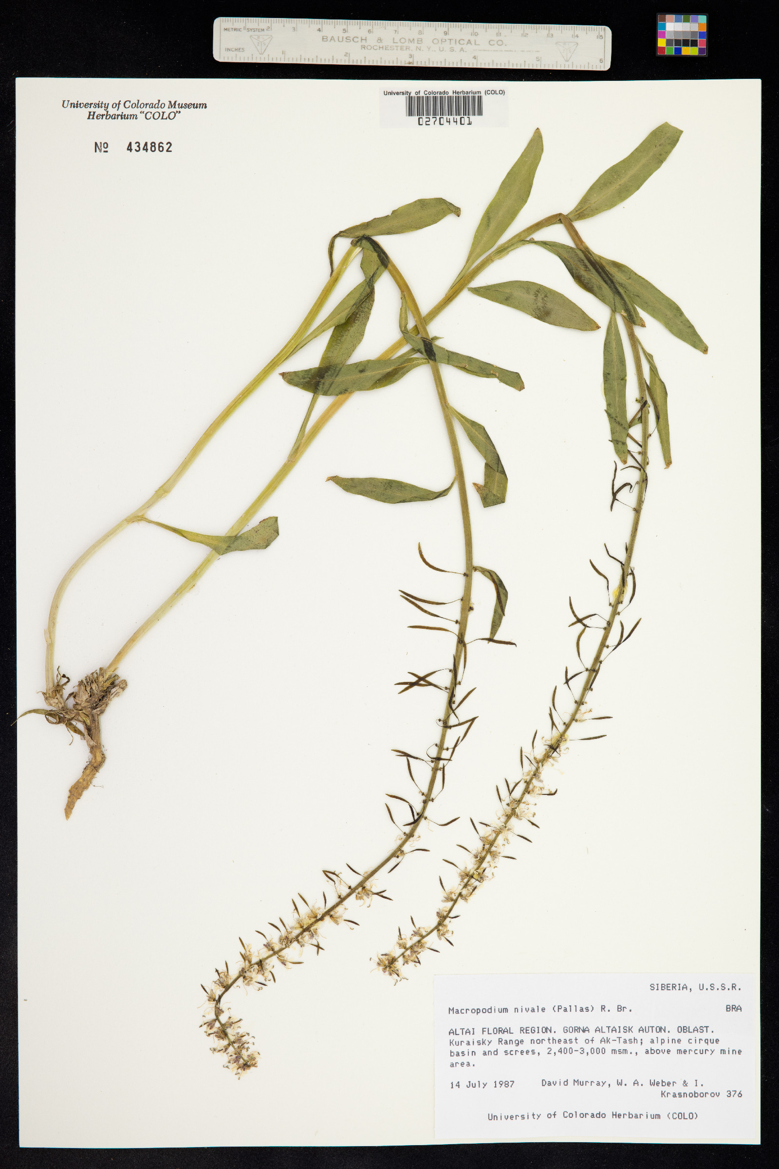 Macropodium nivale image