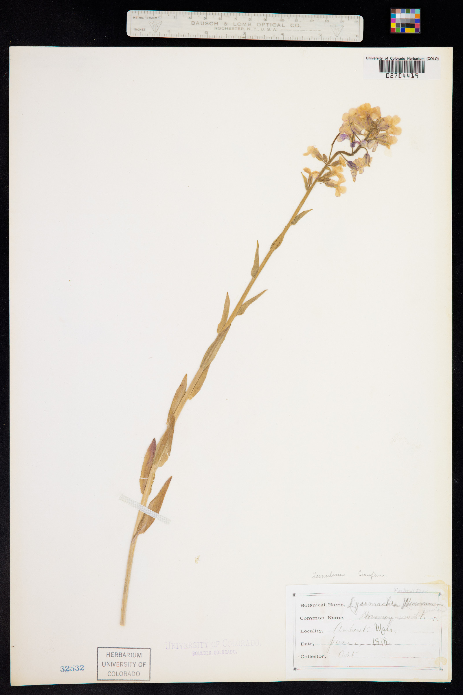 Lunaria rediviva image