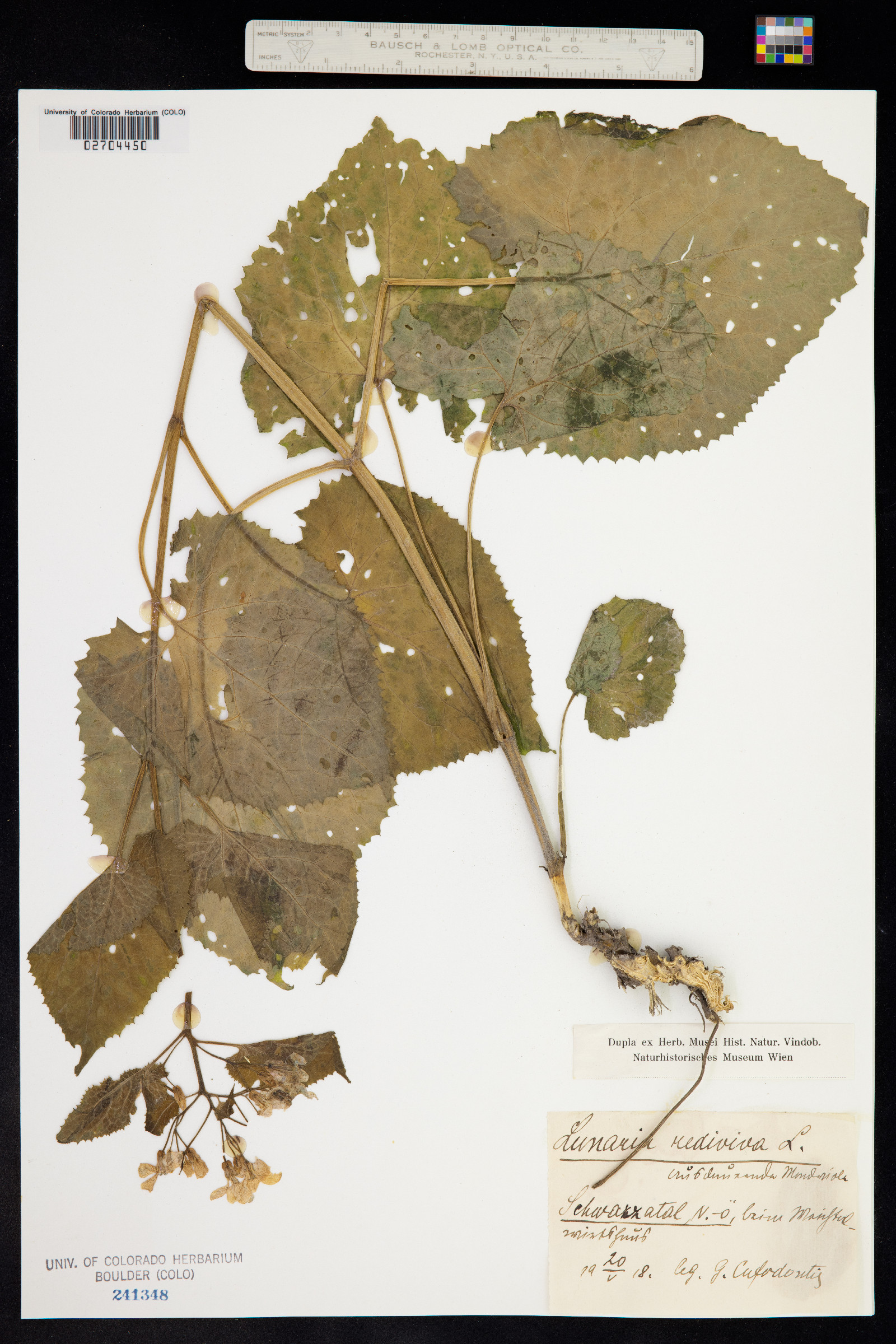 Lunaria rediviva image