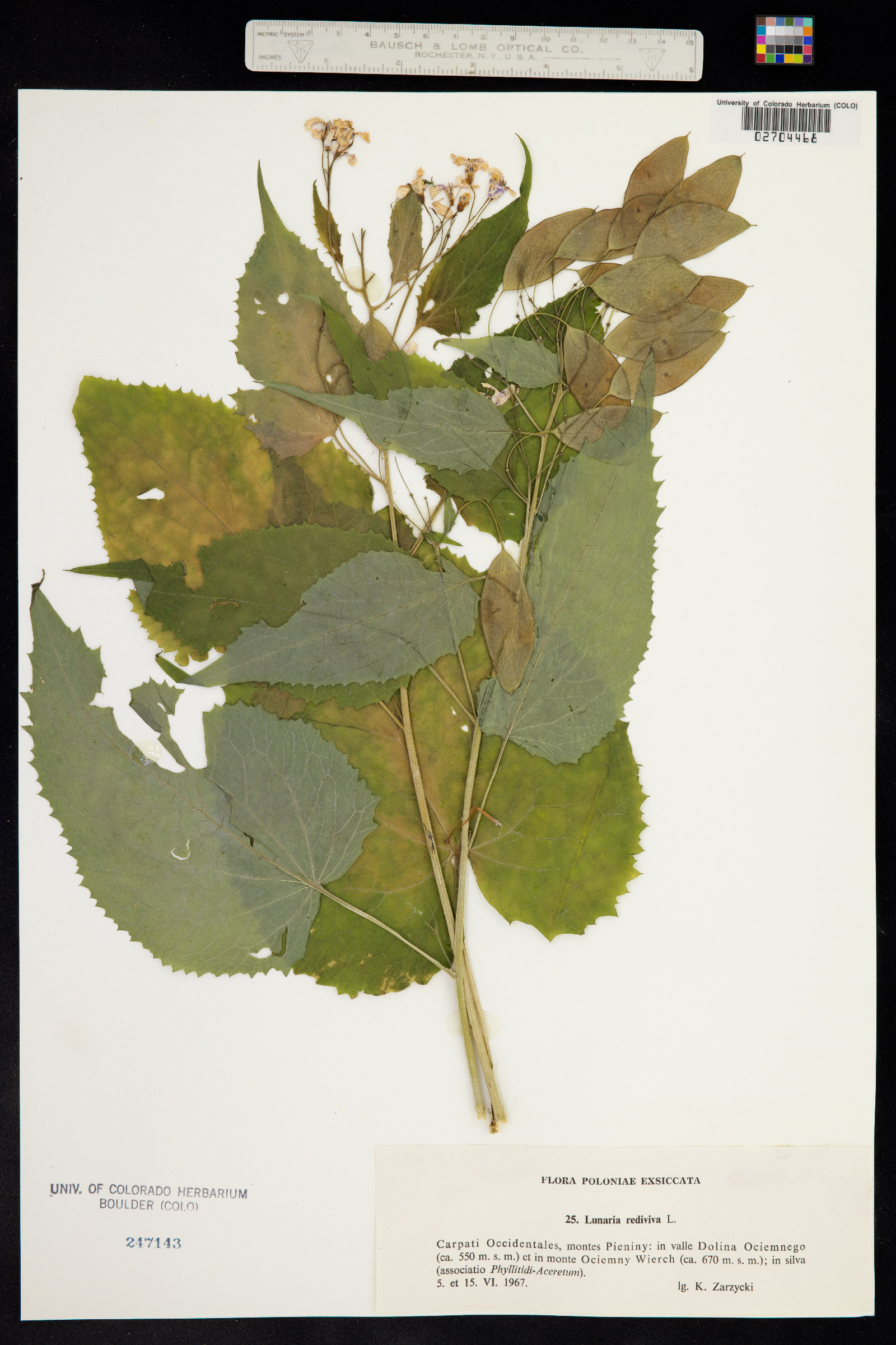 Lunaria rediviva image