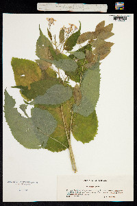Image of Lunaria rediviva
