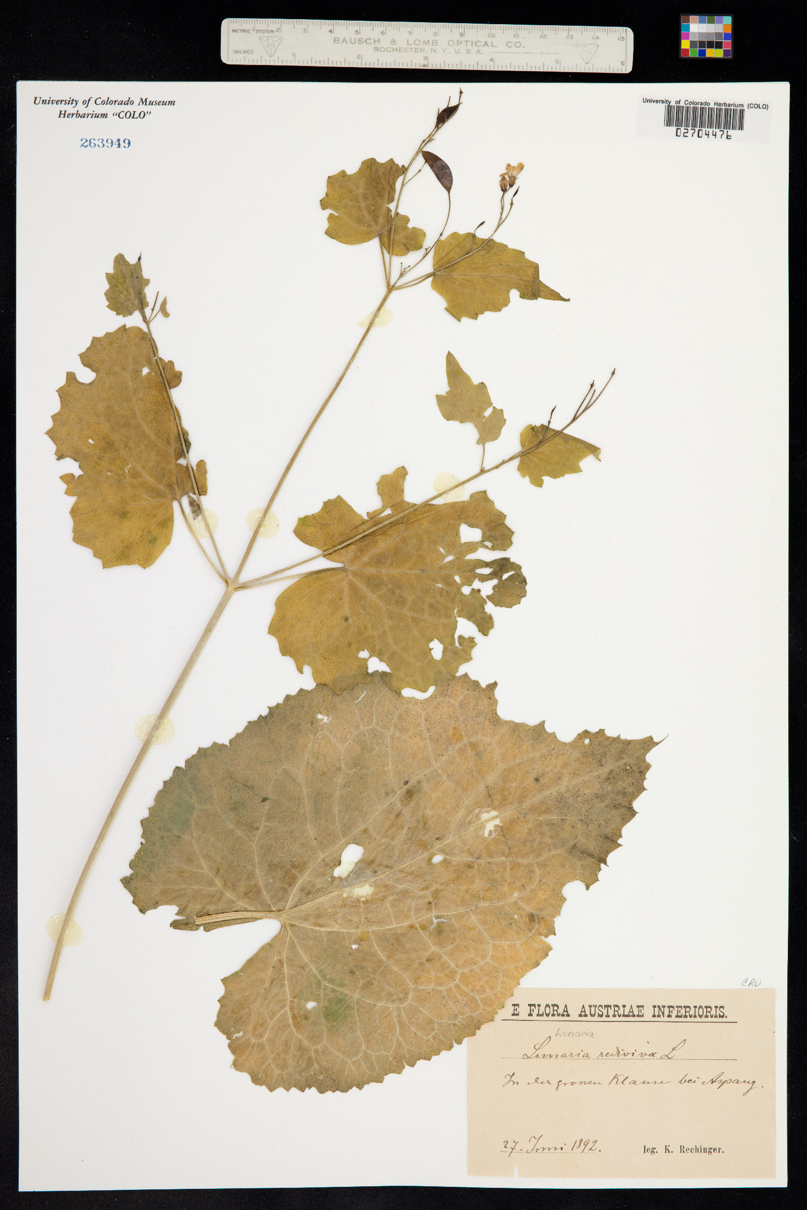 Lunaria rediviva image