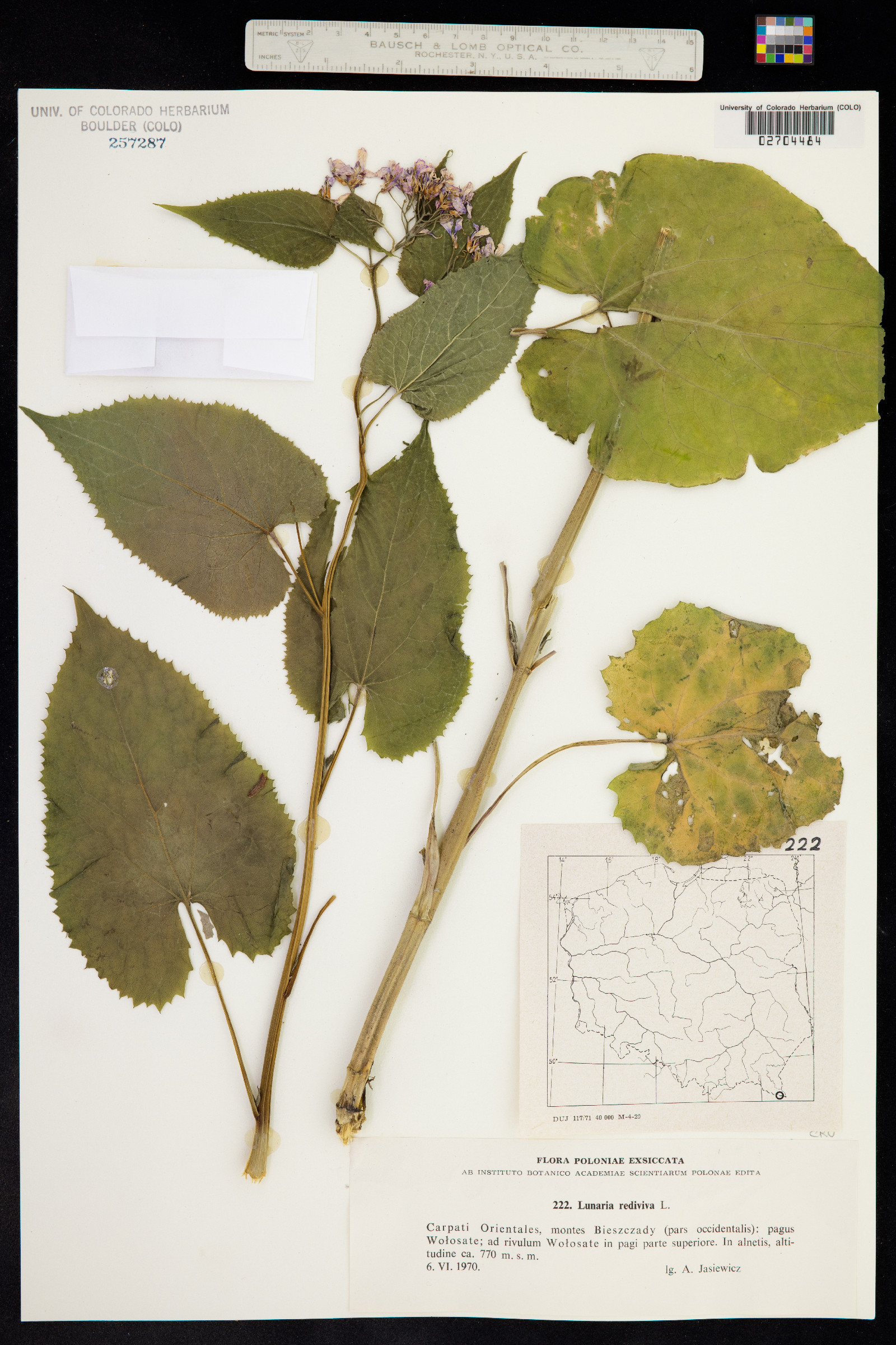 Lunaria rediviva image