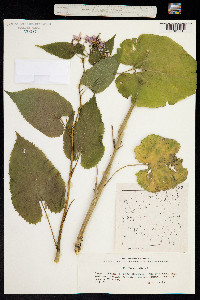 Lunaria rediviva image