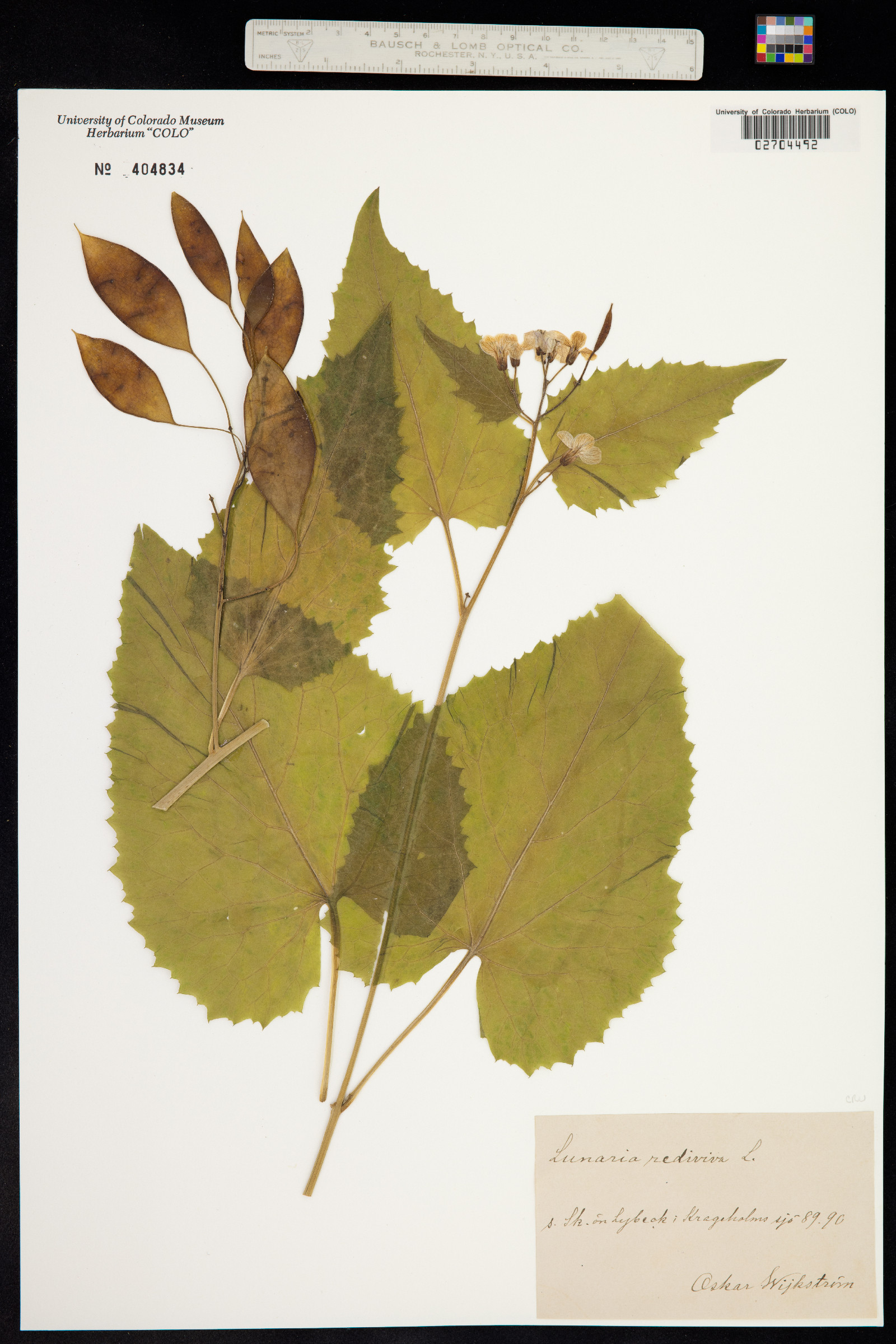 Lunaria rediviva image