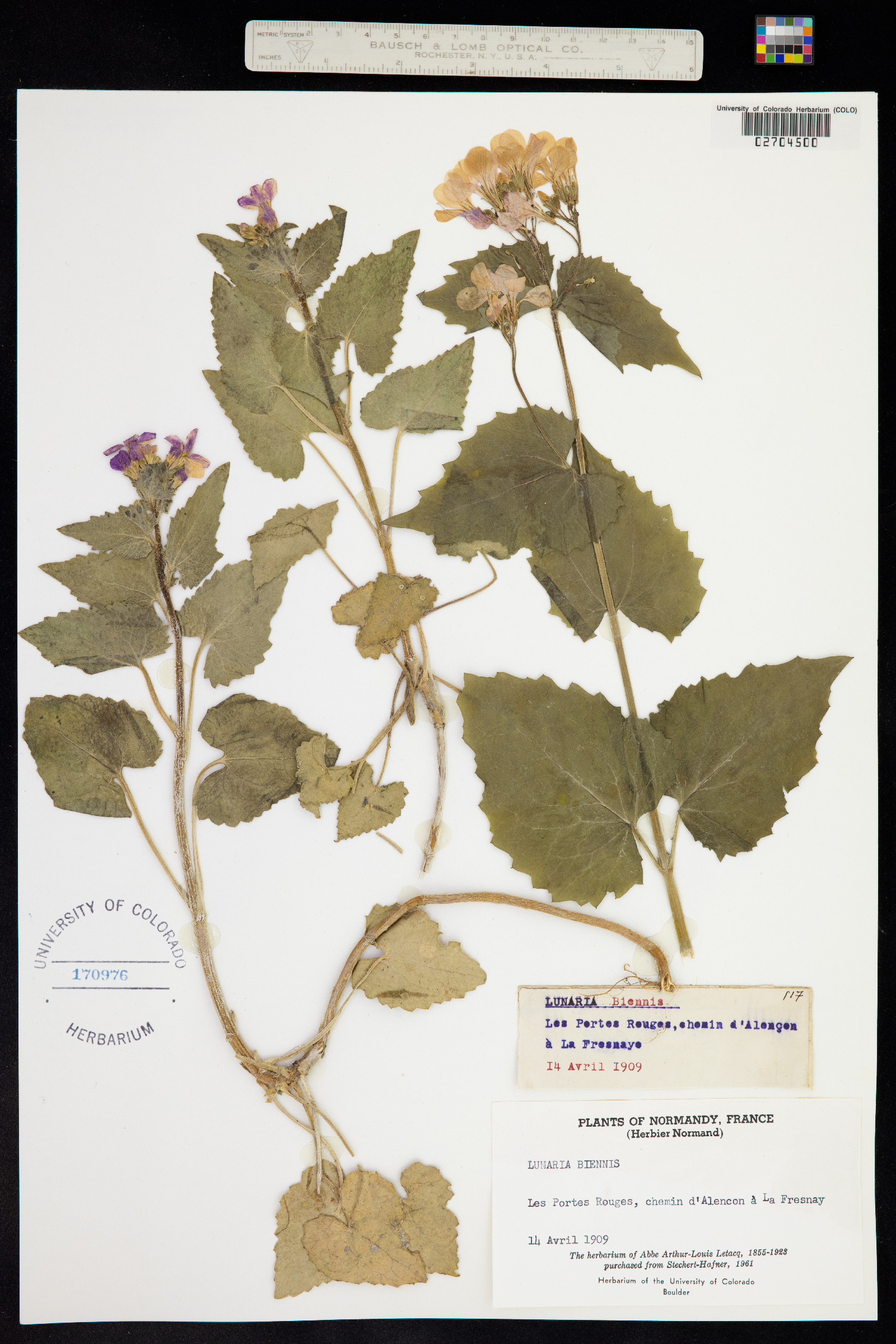 Lunaria annua image