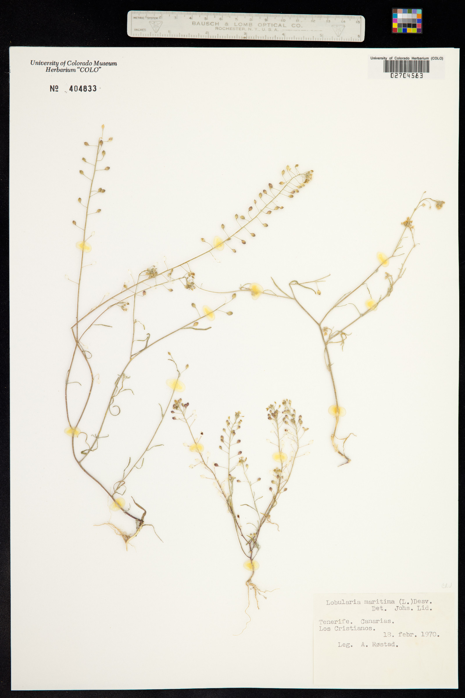 Lobularia maritima image