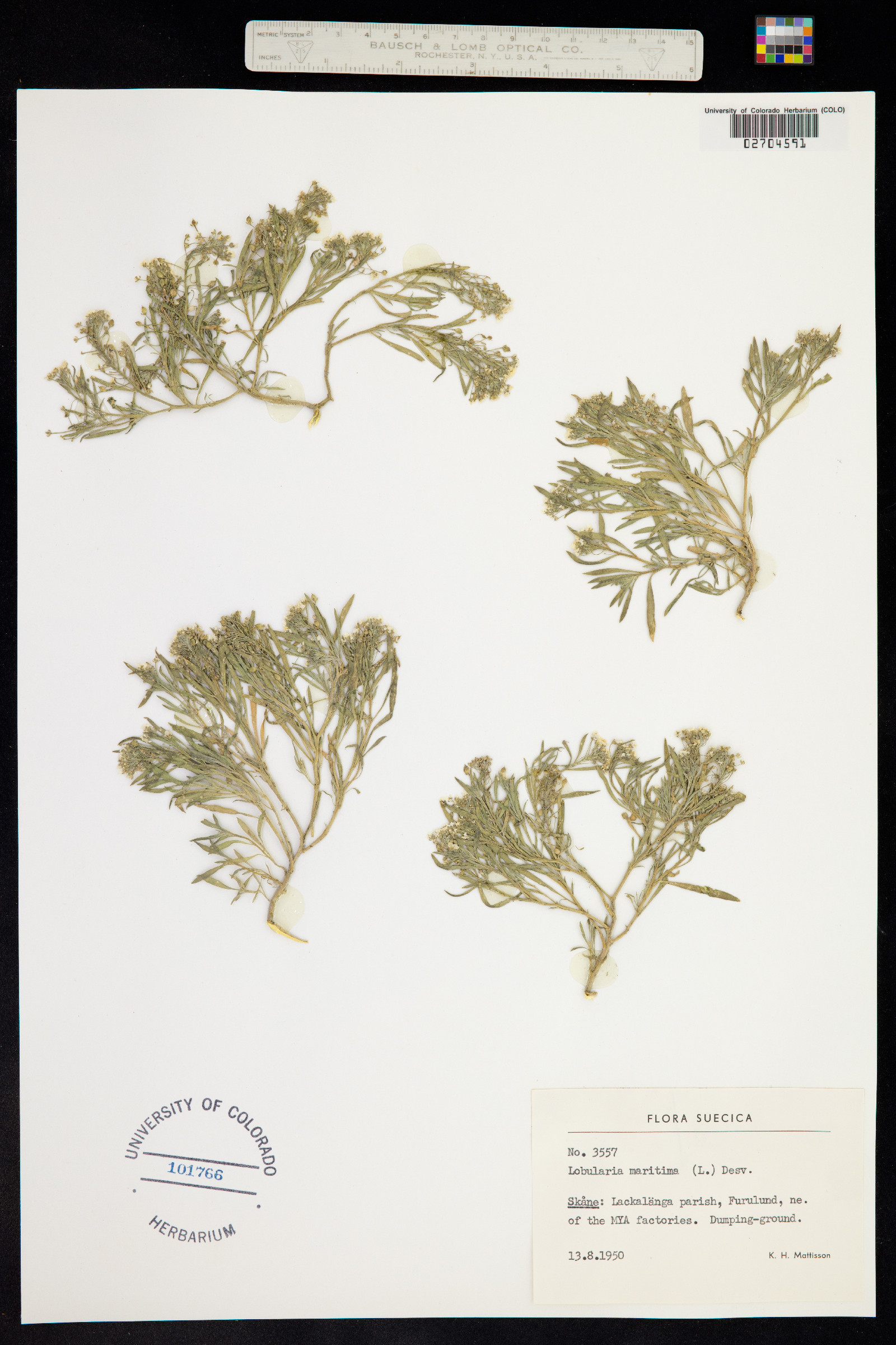Lobularia maritima image