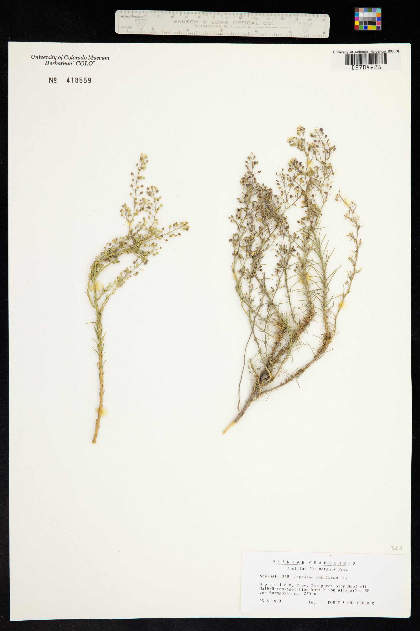 Lepidium africanum subsp. africanum image