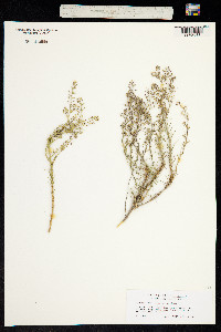 Lepidium africanum image