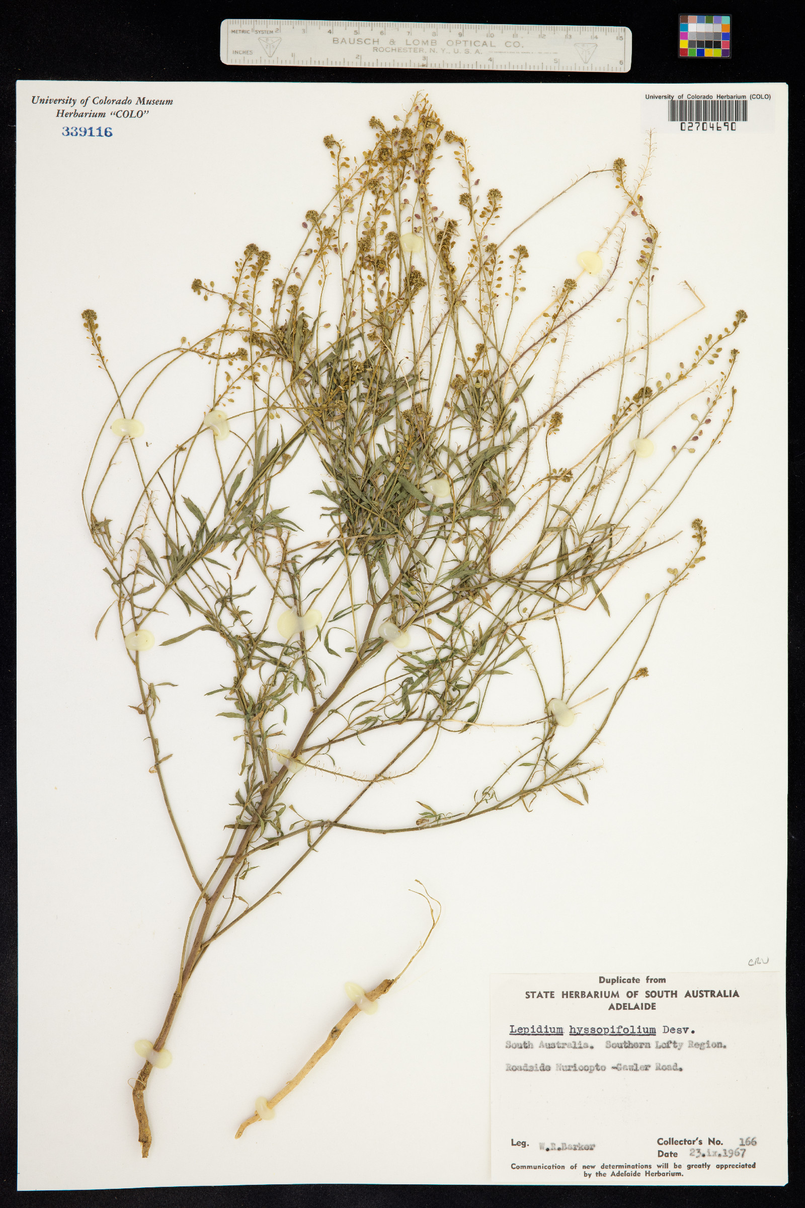 Lepidium hyssopifolium image
