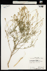 Image of Lepidium hyssopifolium