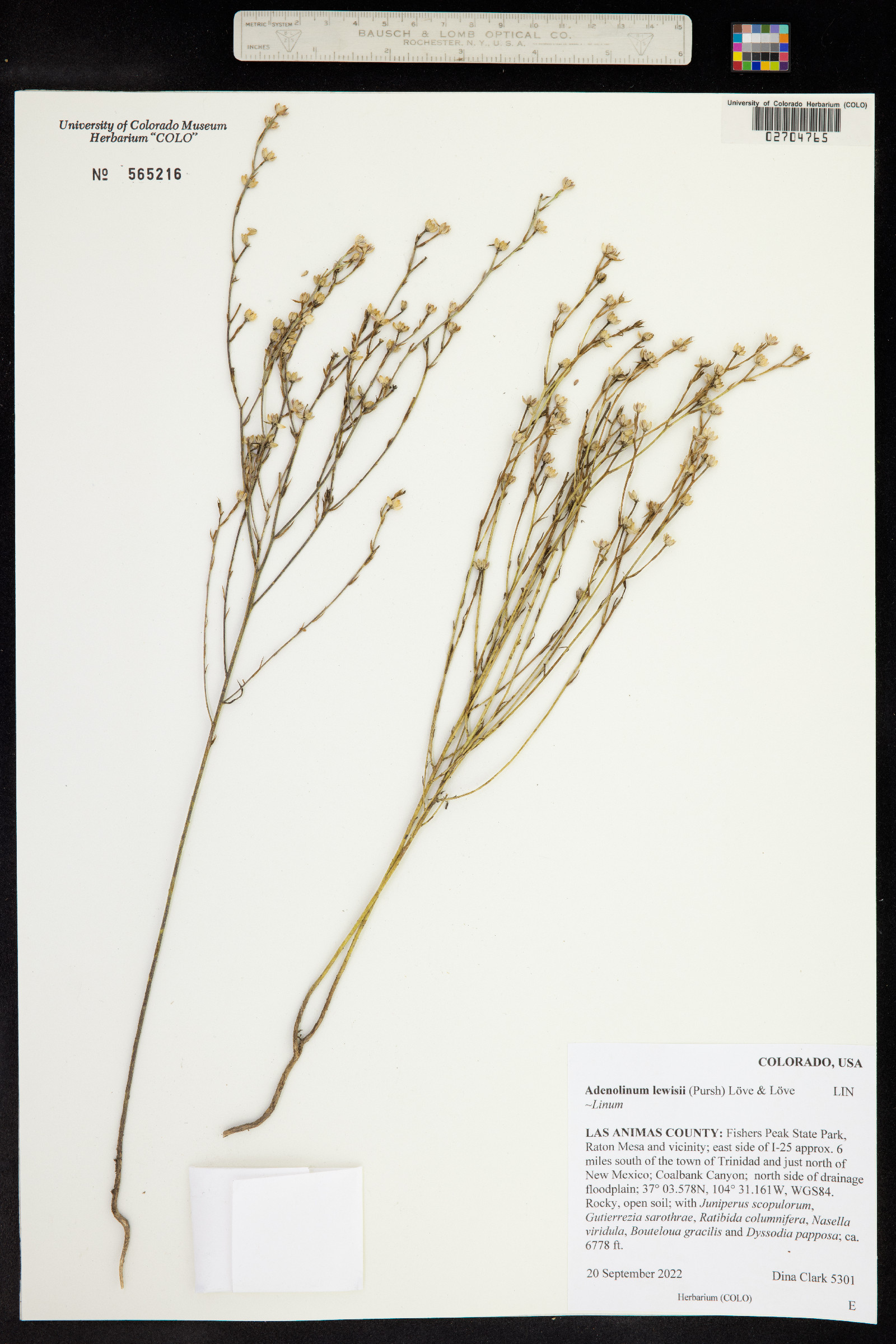 Linum lewisii image