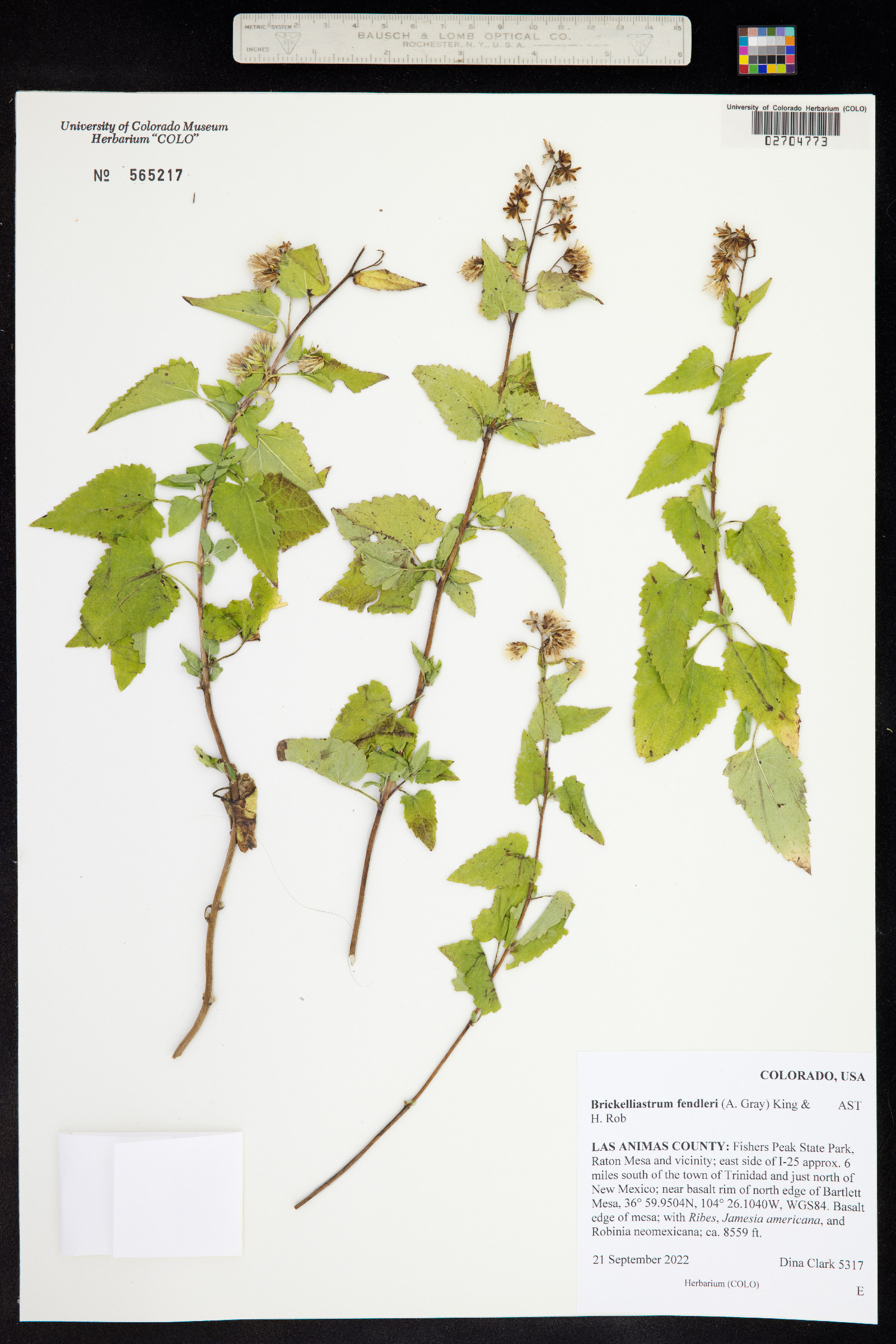 Brickelliastrum fendleri image