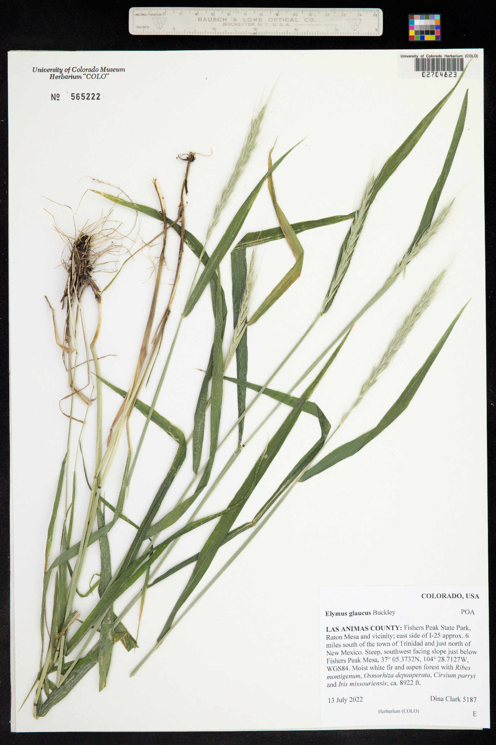 Elymus glaucus image