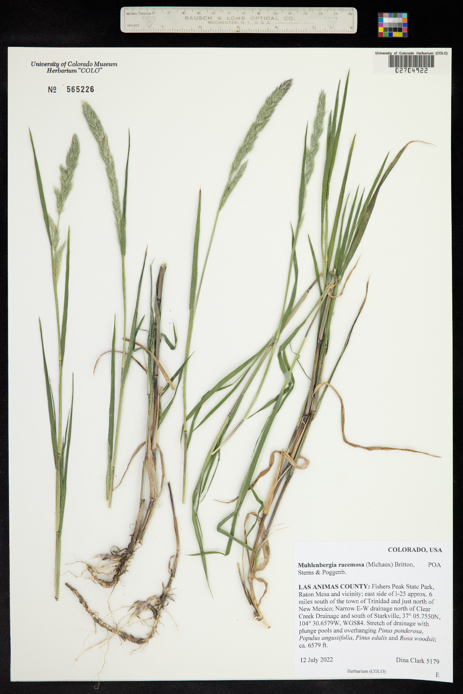 Muhlenbergia racemosa image