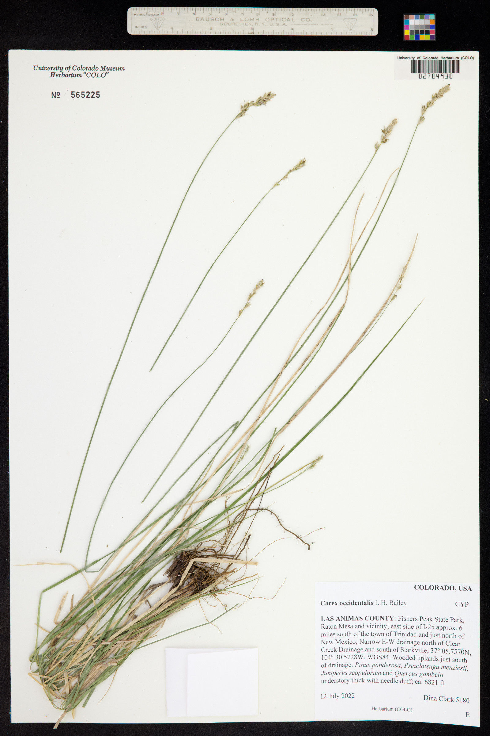 Carex occidentalis image