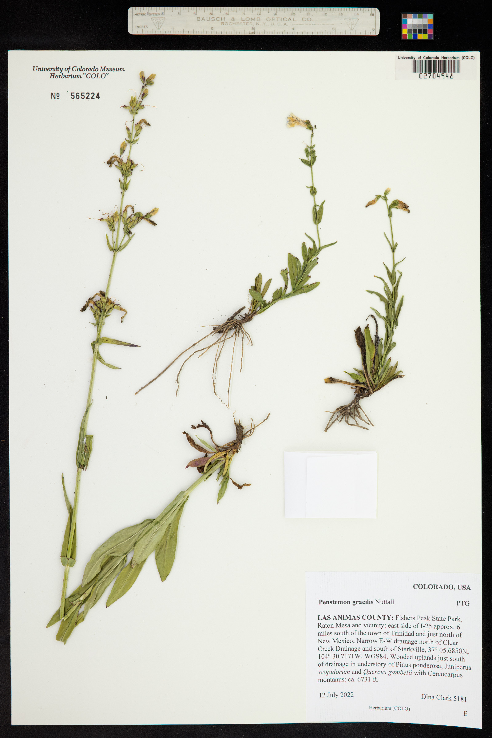 Penstemon gracilis image