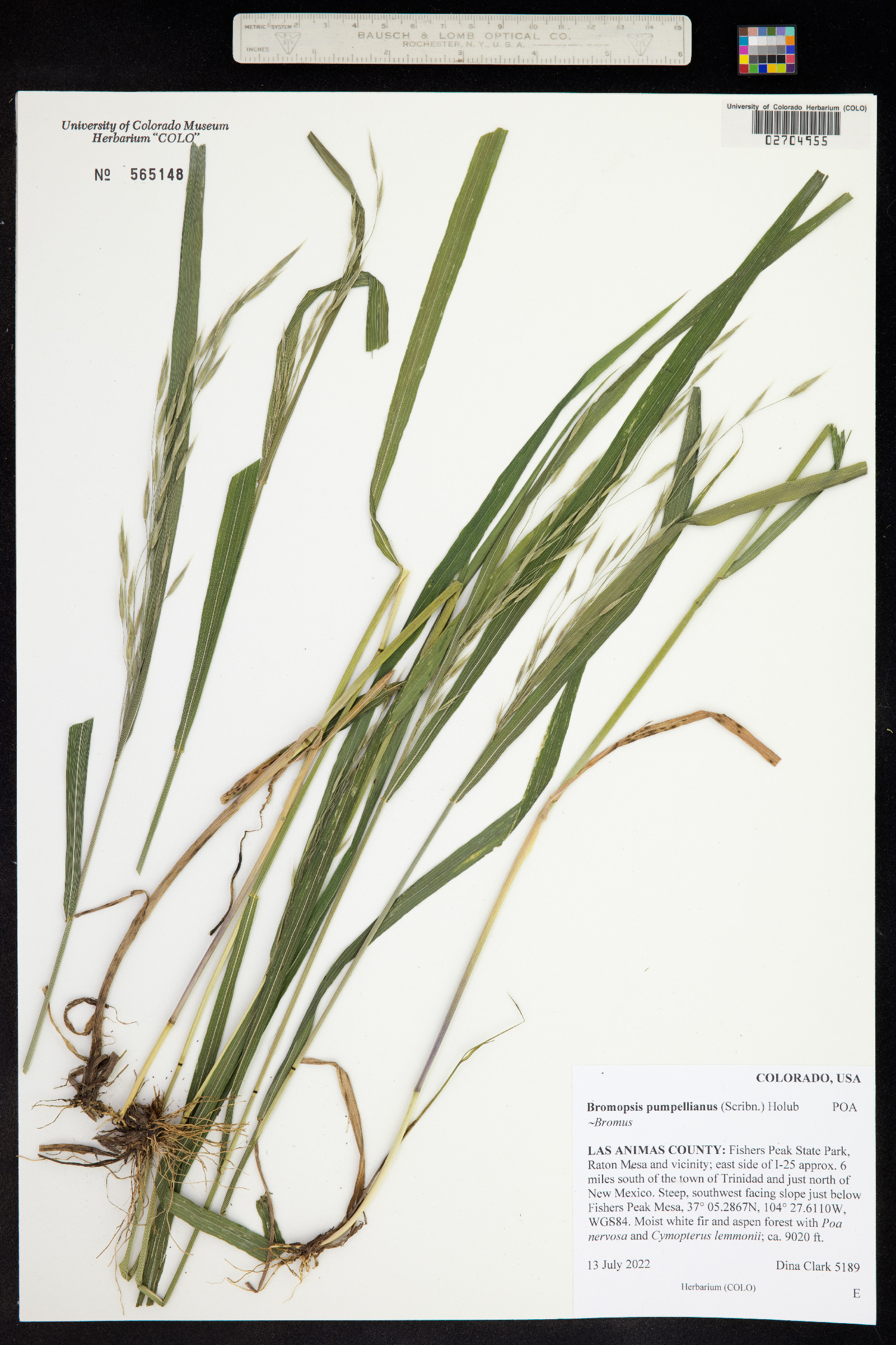 Bromus pumpellianus image