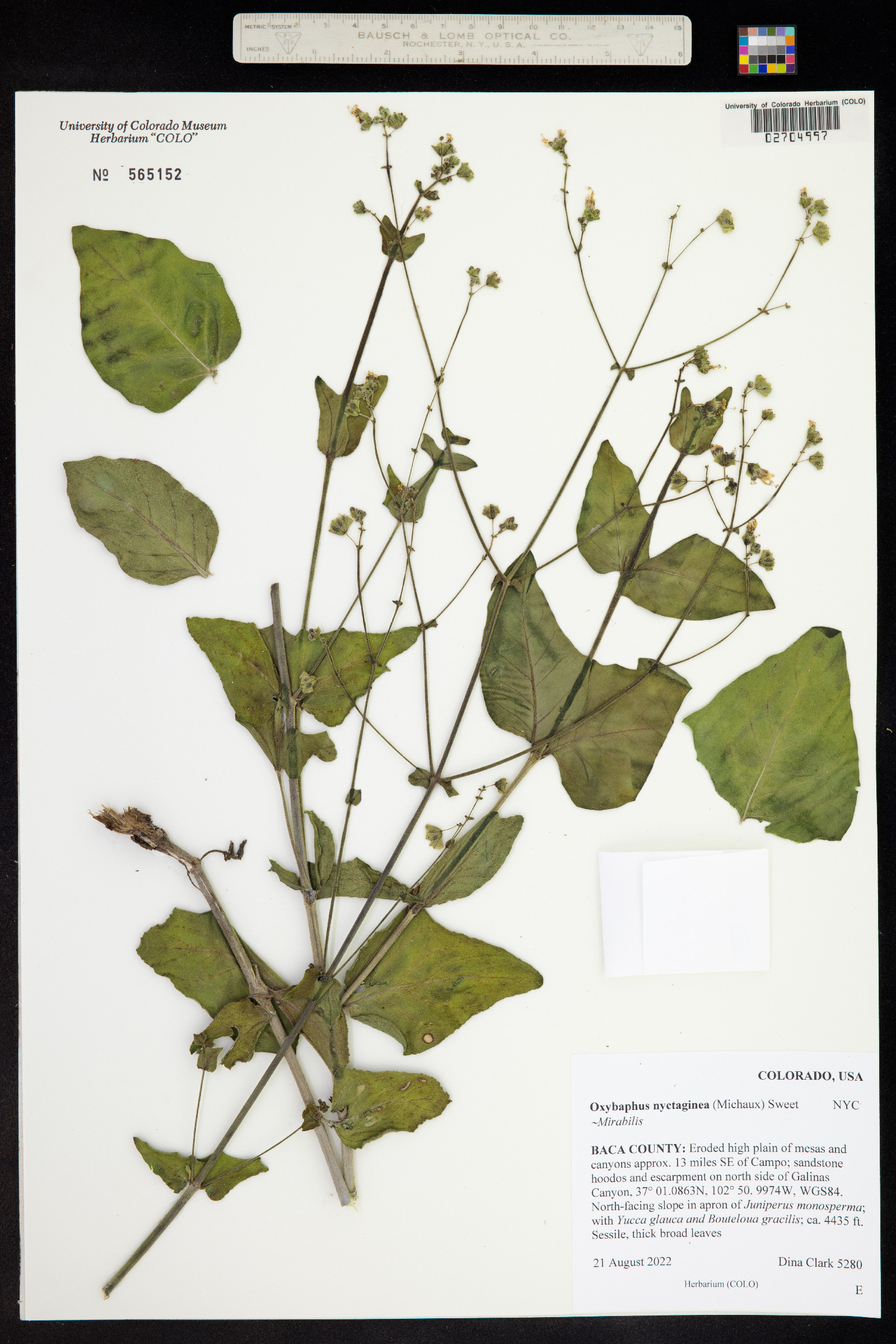 Mirabilis nyctaginea image
