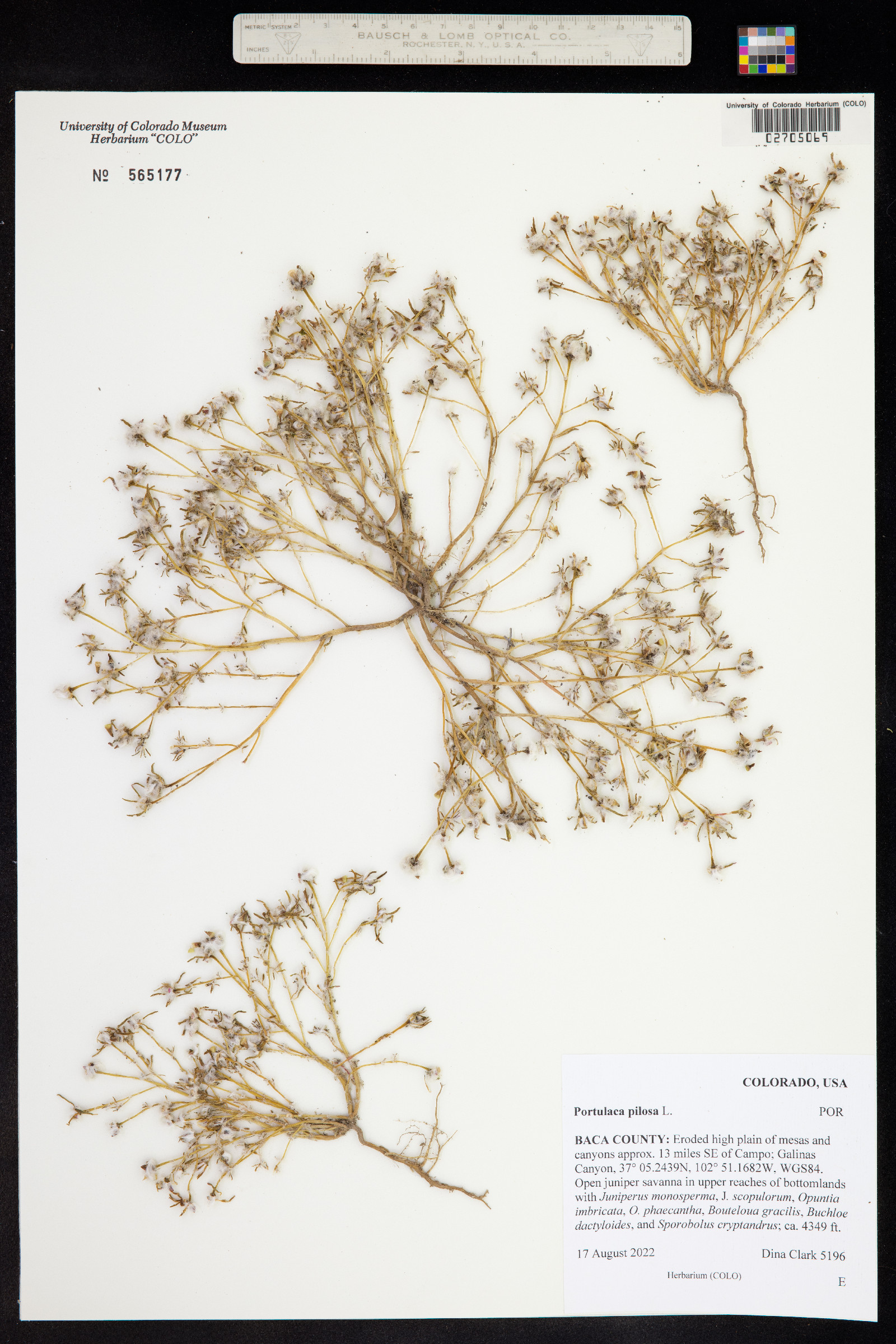 Portulaca pilosa image