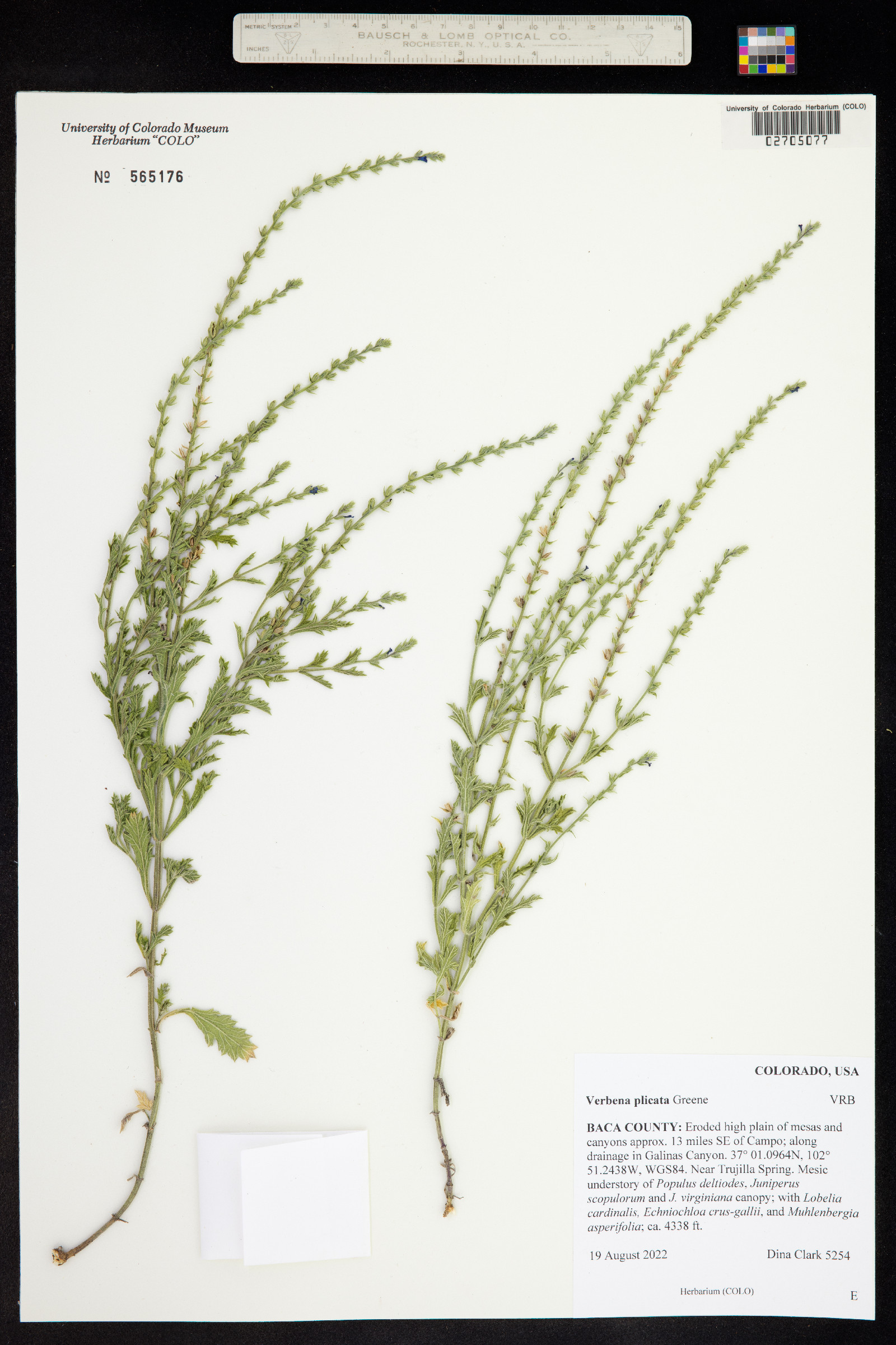 Verbena plicata image