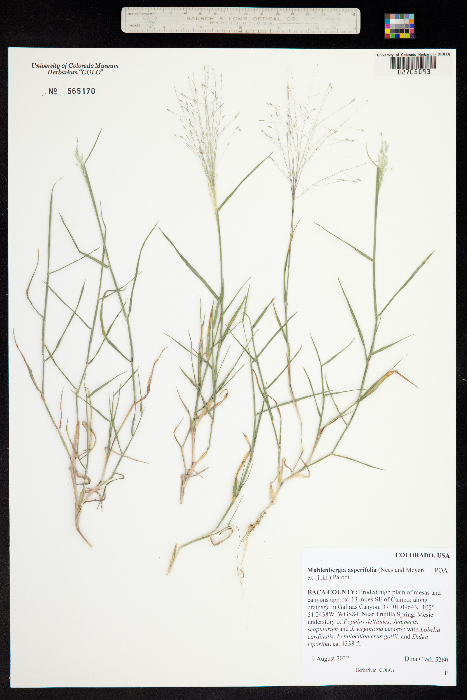 Muhlenbergia asperifolia image
