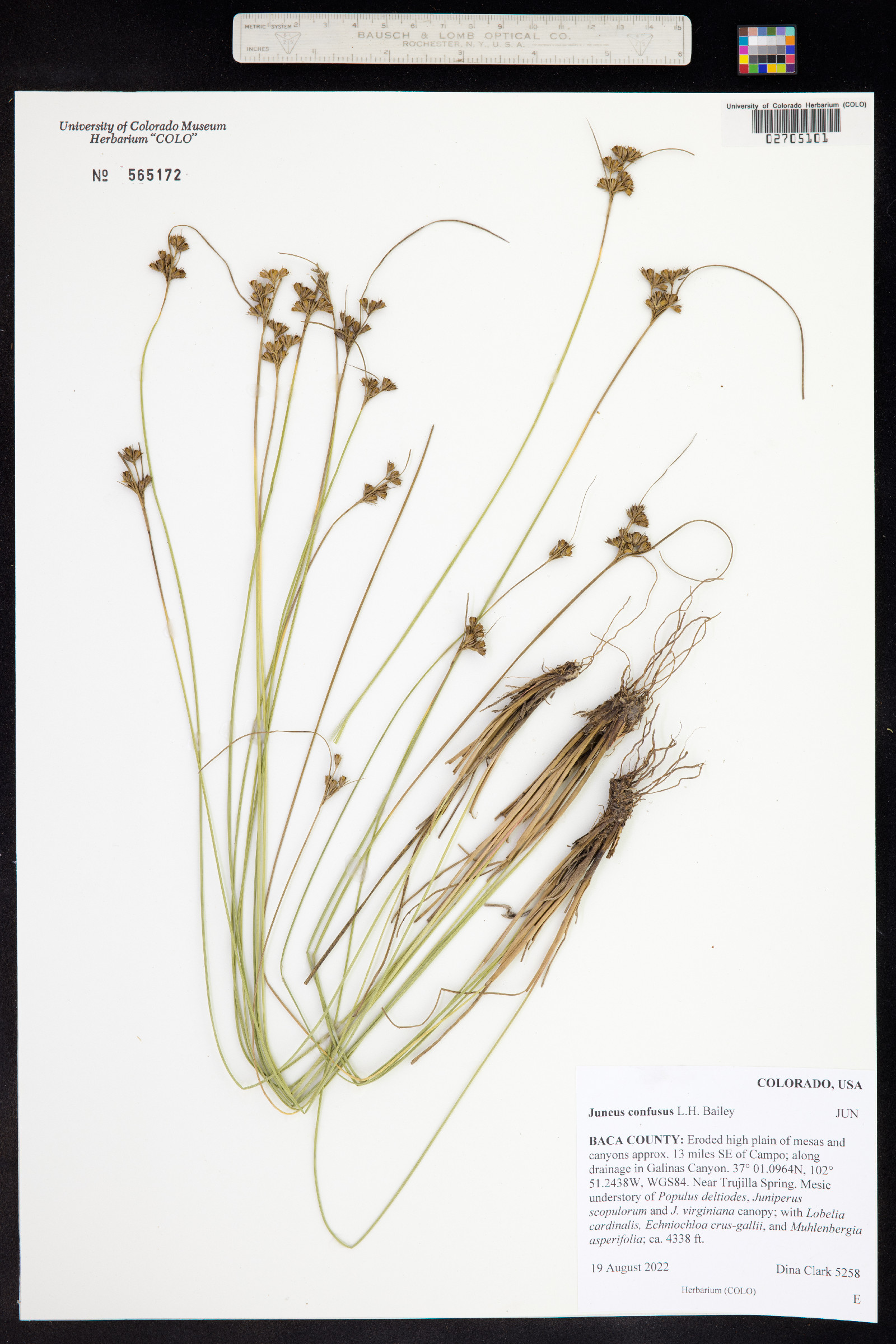 Juncus confusus image