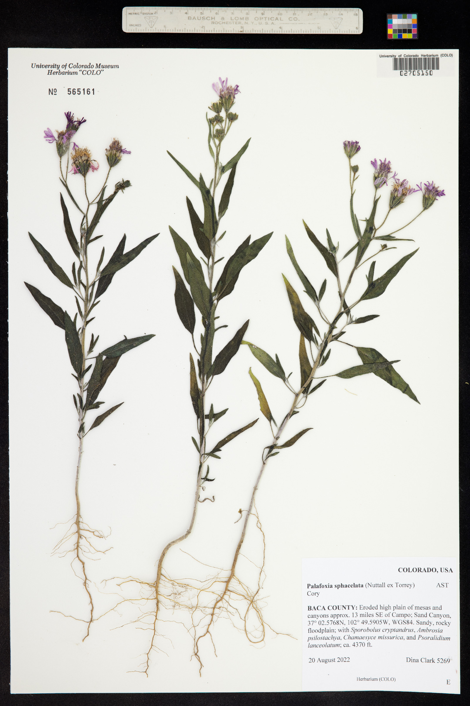 Palafoxia sphacelata image