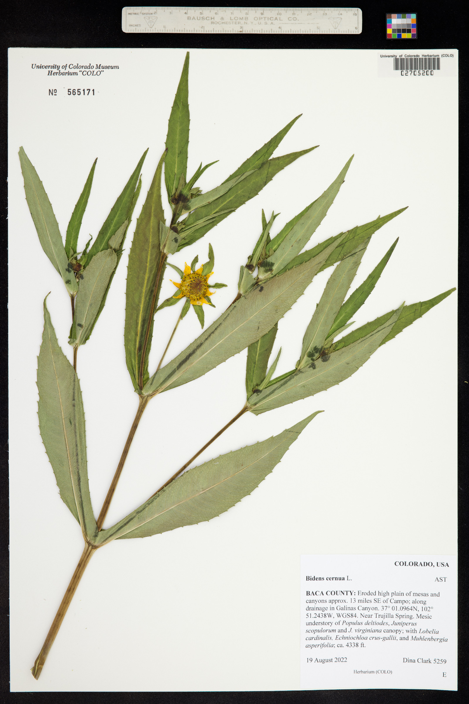 Bidens cernua image